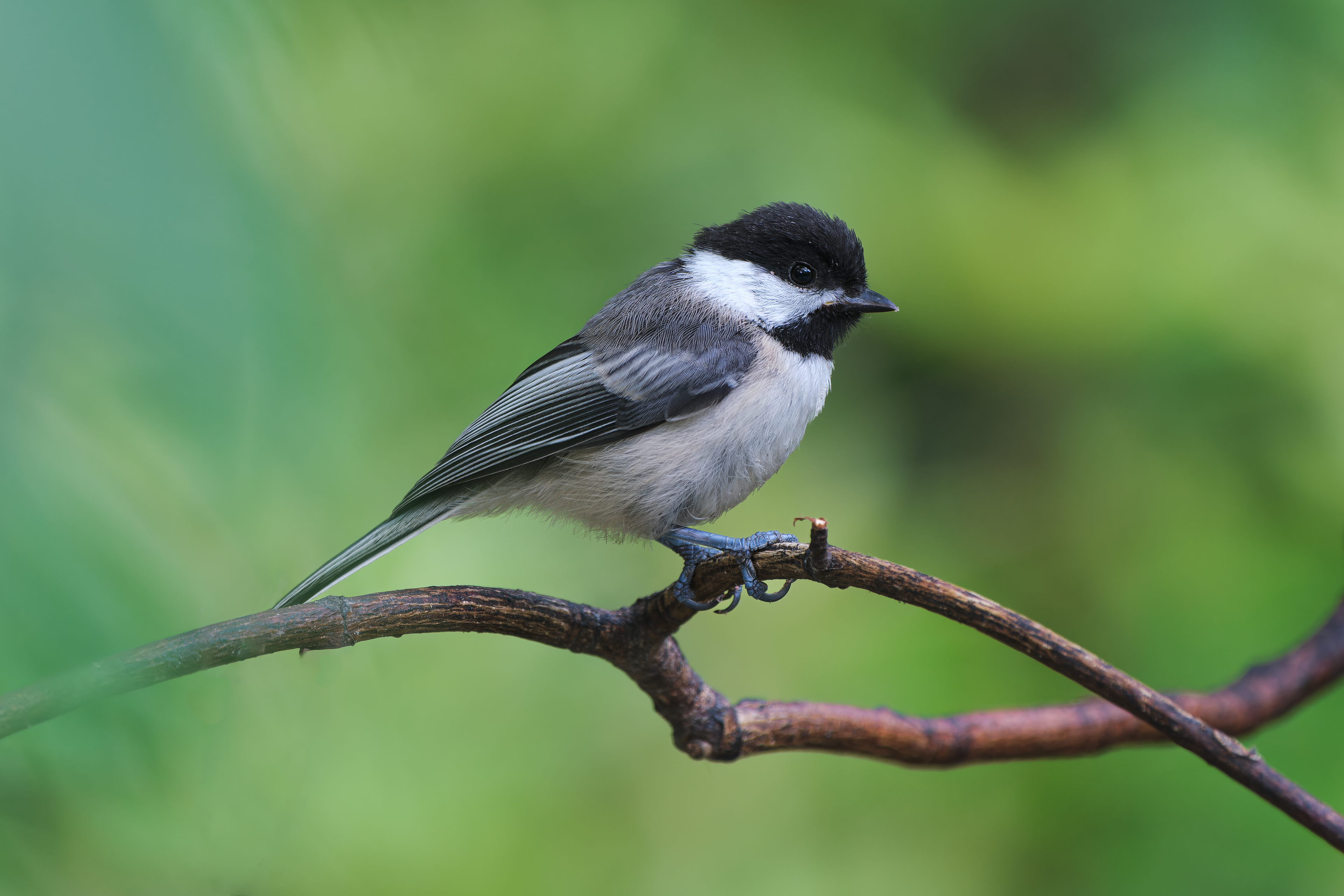 250626-772 Black-capped Chickadee (Poecile atricapillus)