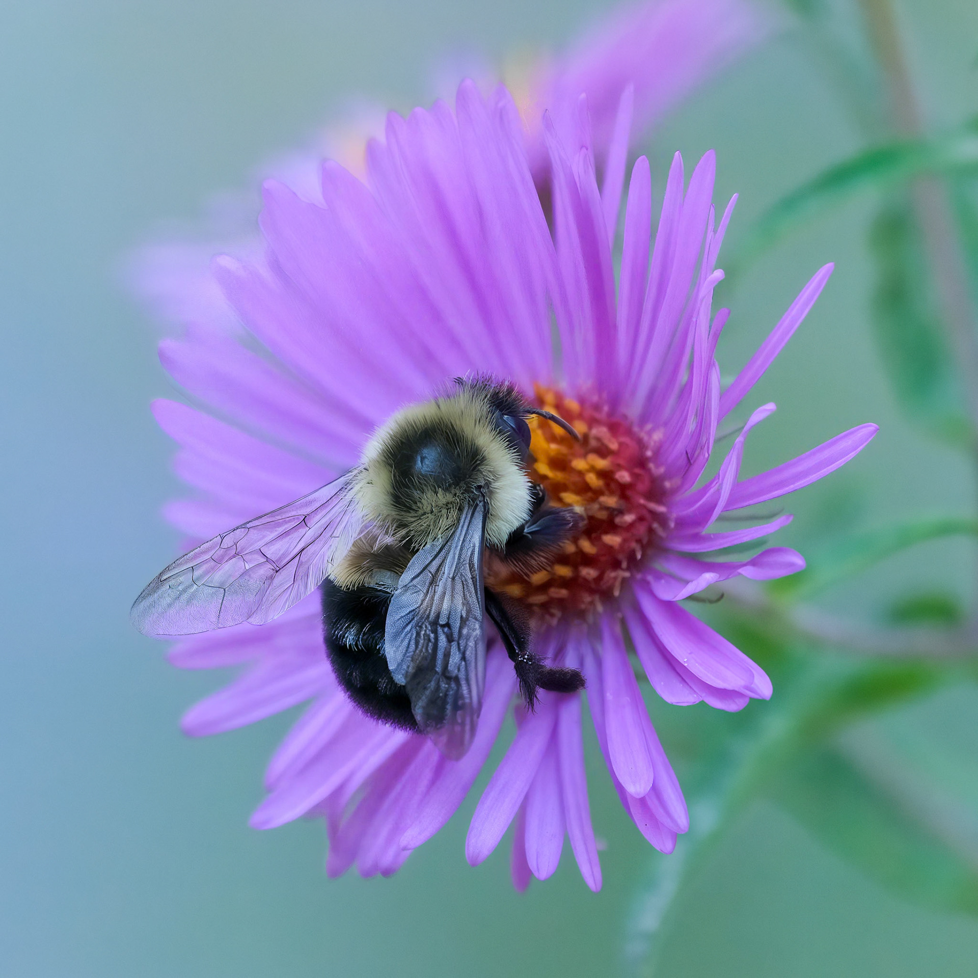 240924-950 Common Eastern Bumble Bee (Bombus impatiens) on New England Aster