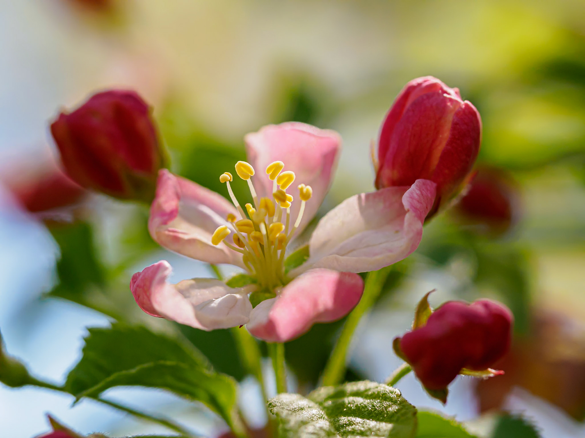 20504099 Neck Pillows