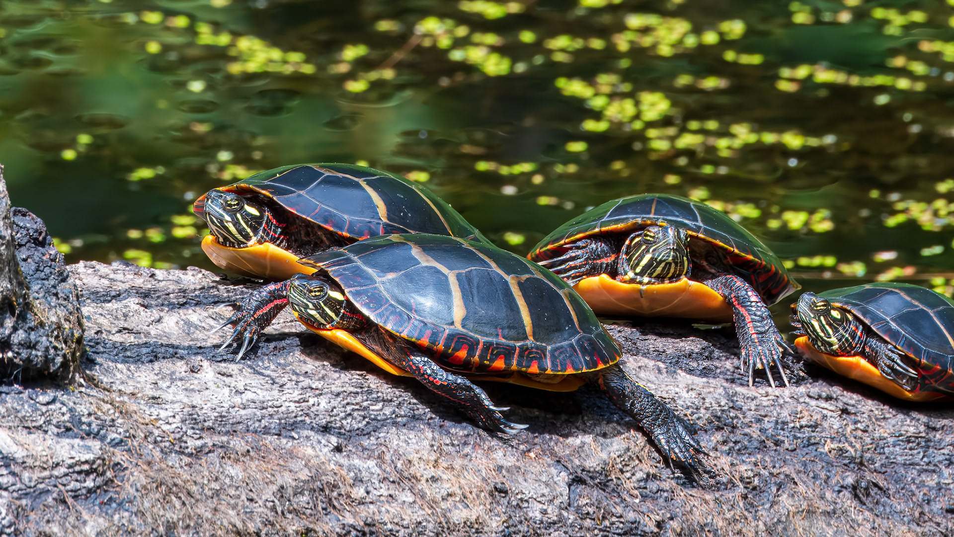 240820-018 Painted Turtles (Chrysemys picta)