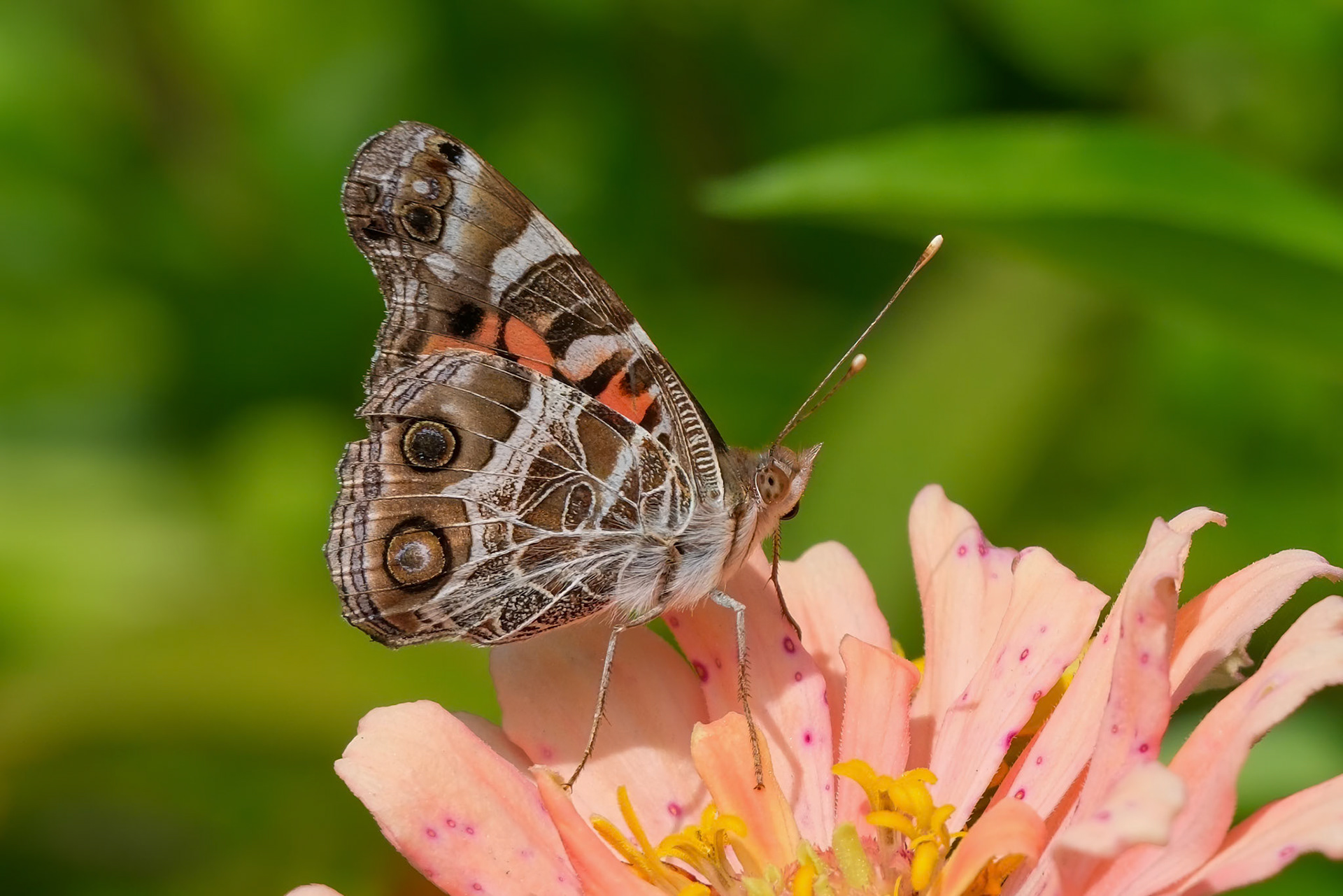 240906-447 American Lady (Vanessa virginiensis)
