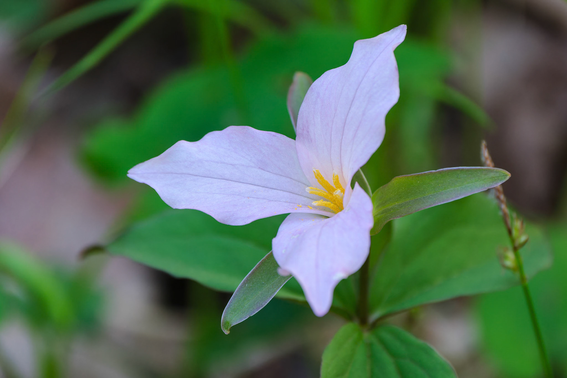 250430-974 Large White Trillium (Trillium grandiflorum)