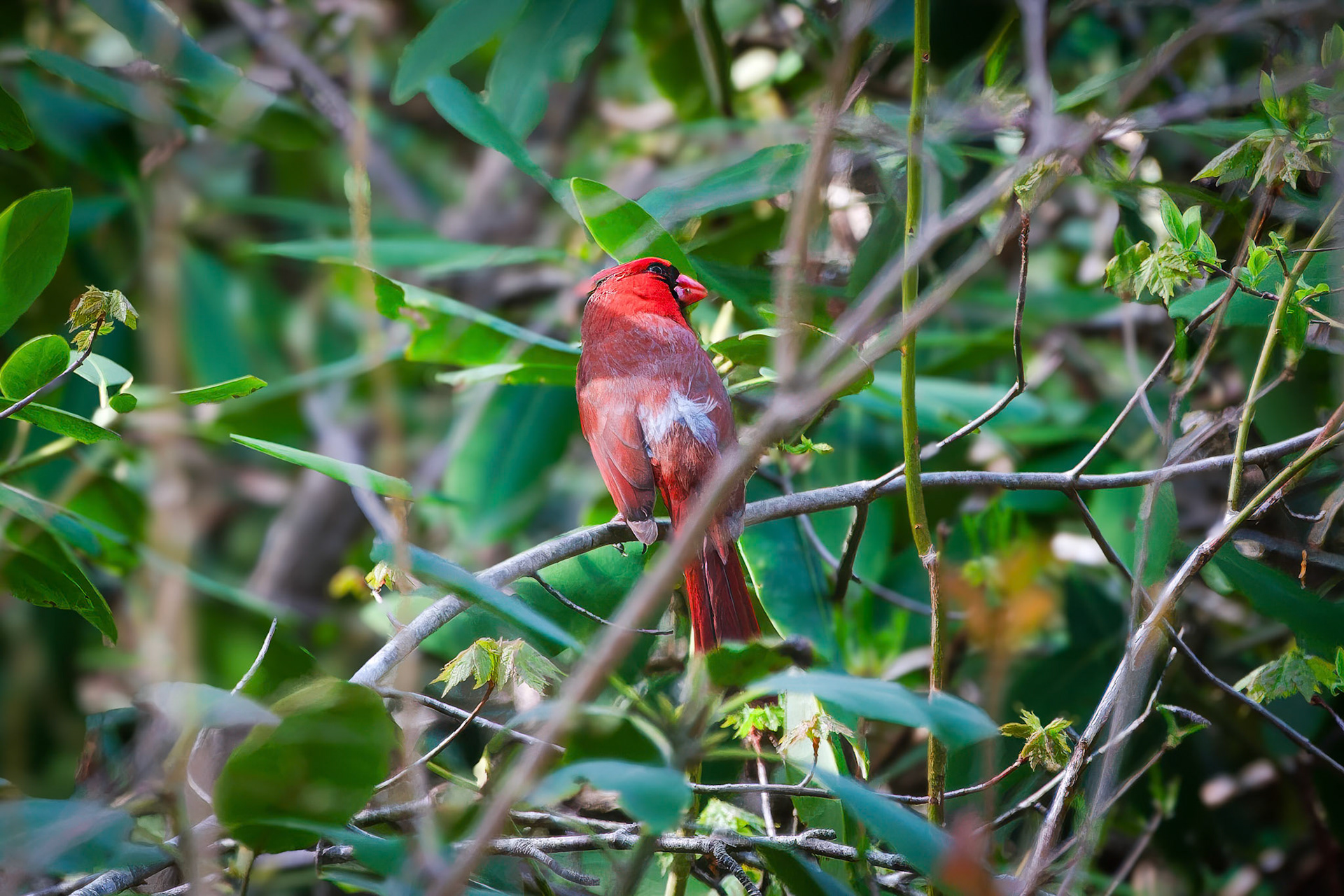 250429-846 Northern Cardinal (Cardinalis cardinalis)