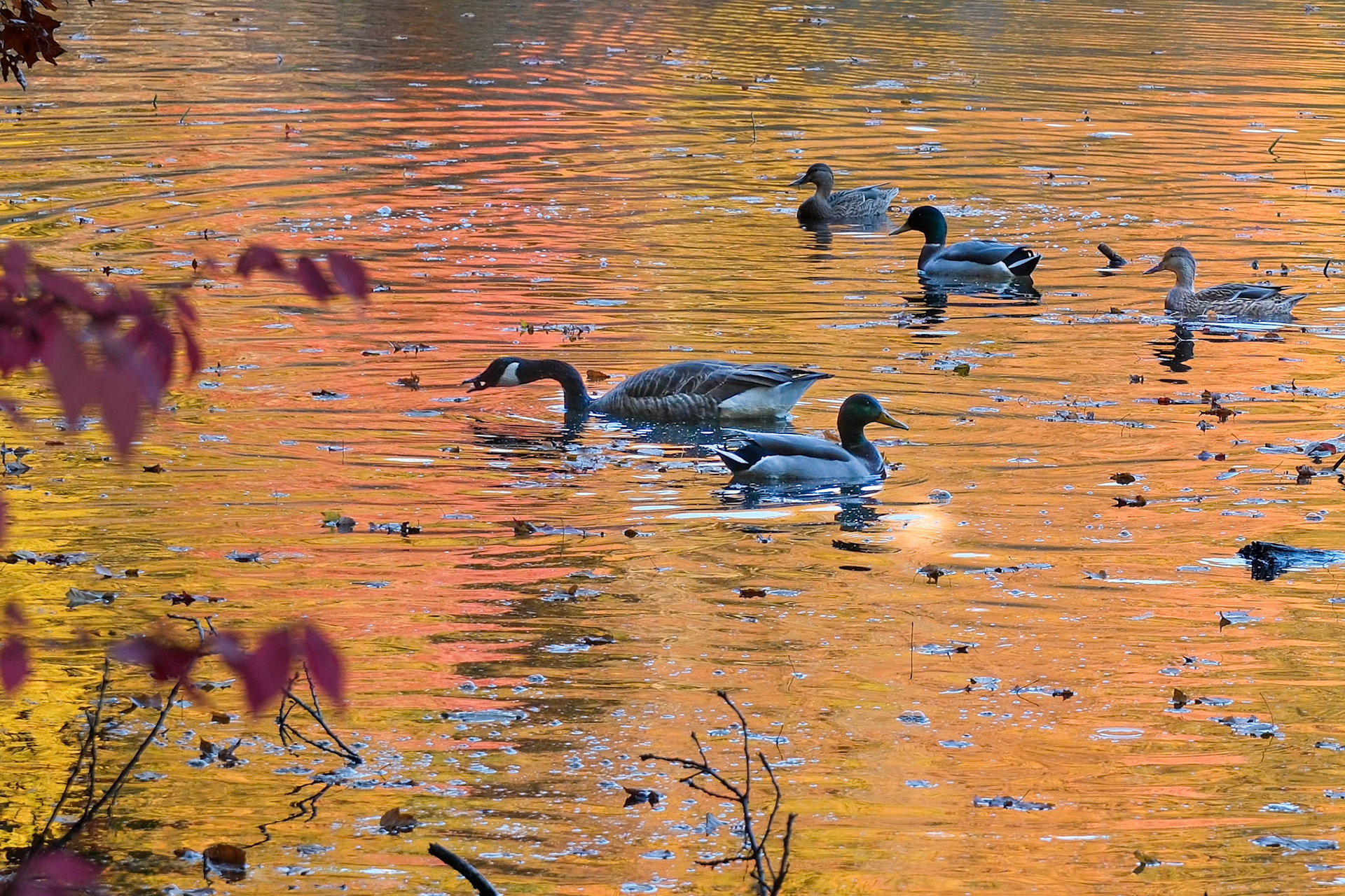 241022-316 Golden Time at Longfellow Pond