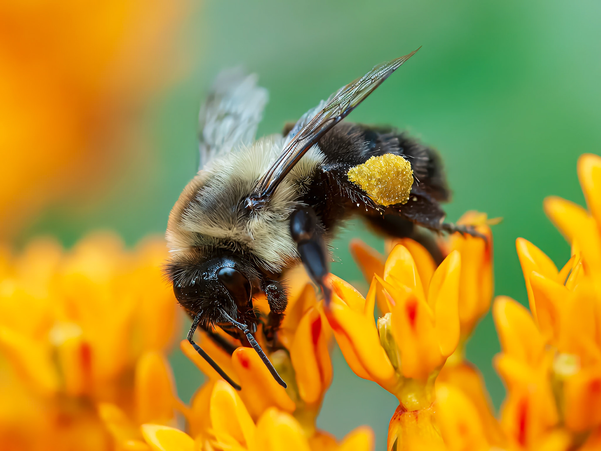 24701-012 Pollen Gathering on Butterfly Milkweed