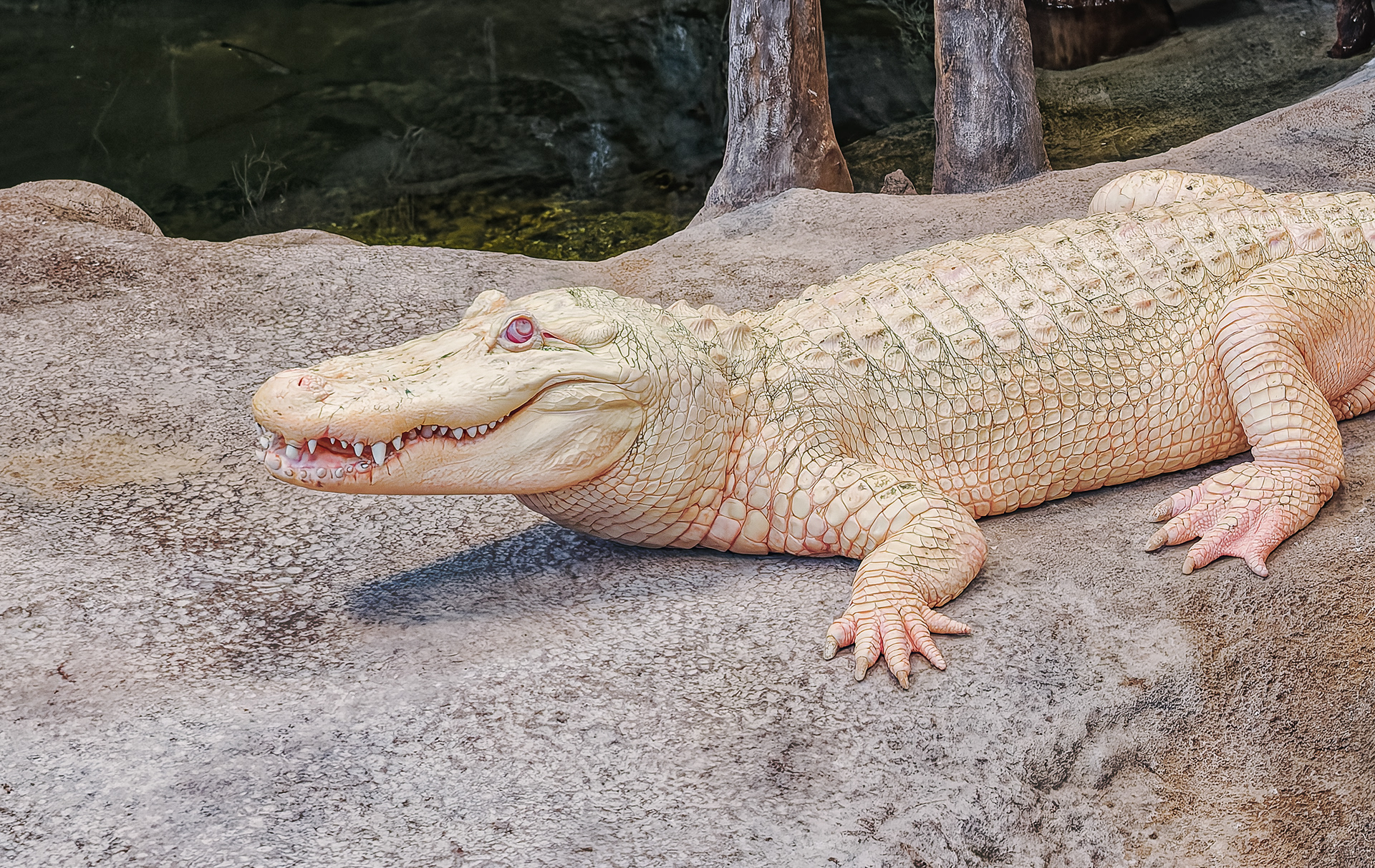 250713-010 Albino Alligator