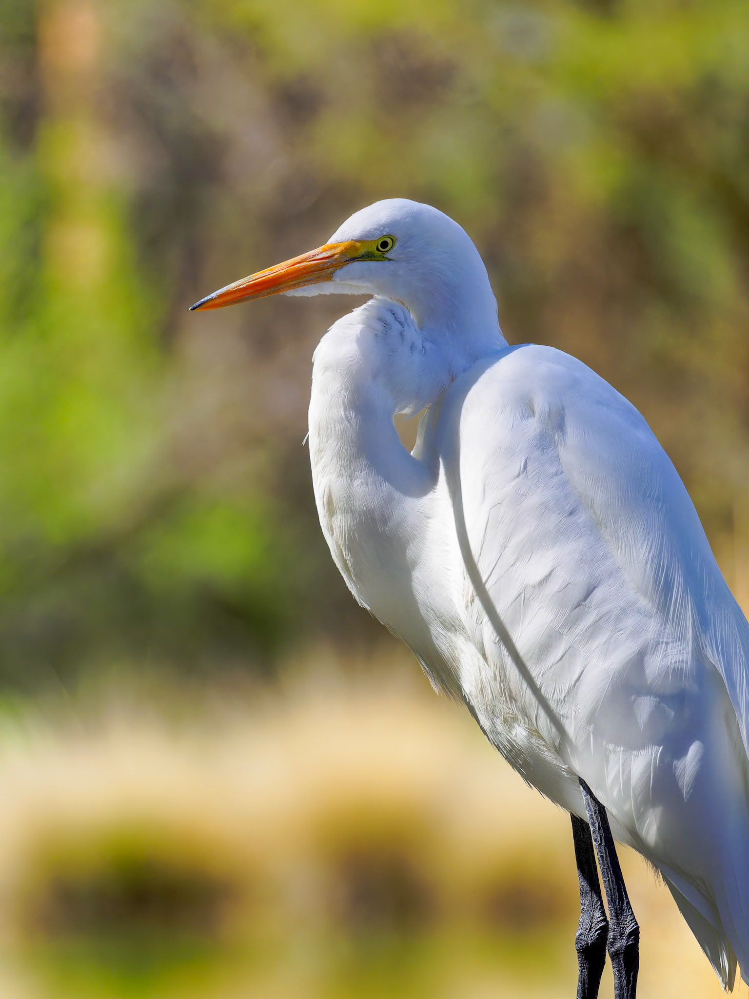 24312062 Egret