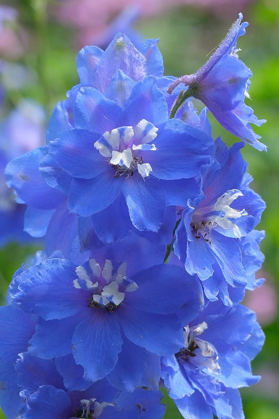 240906-482 Garden Delphinium (Delphinium cultorum)