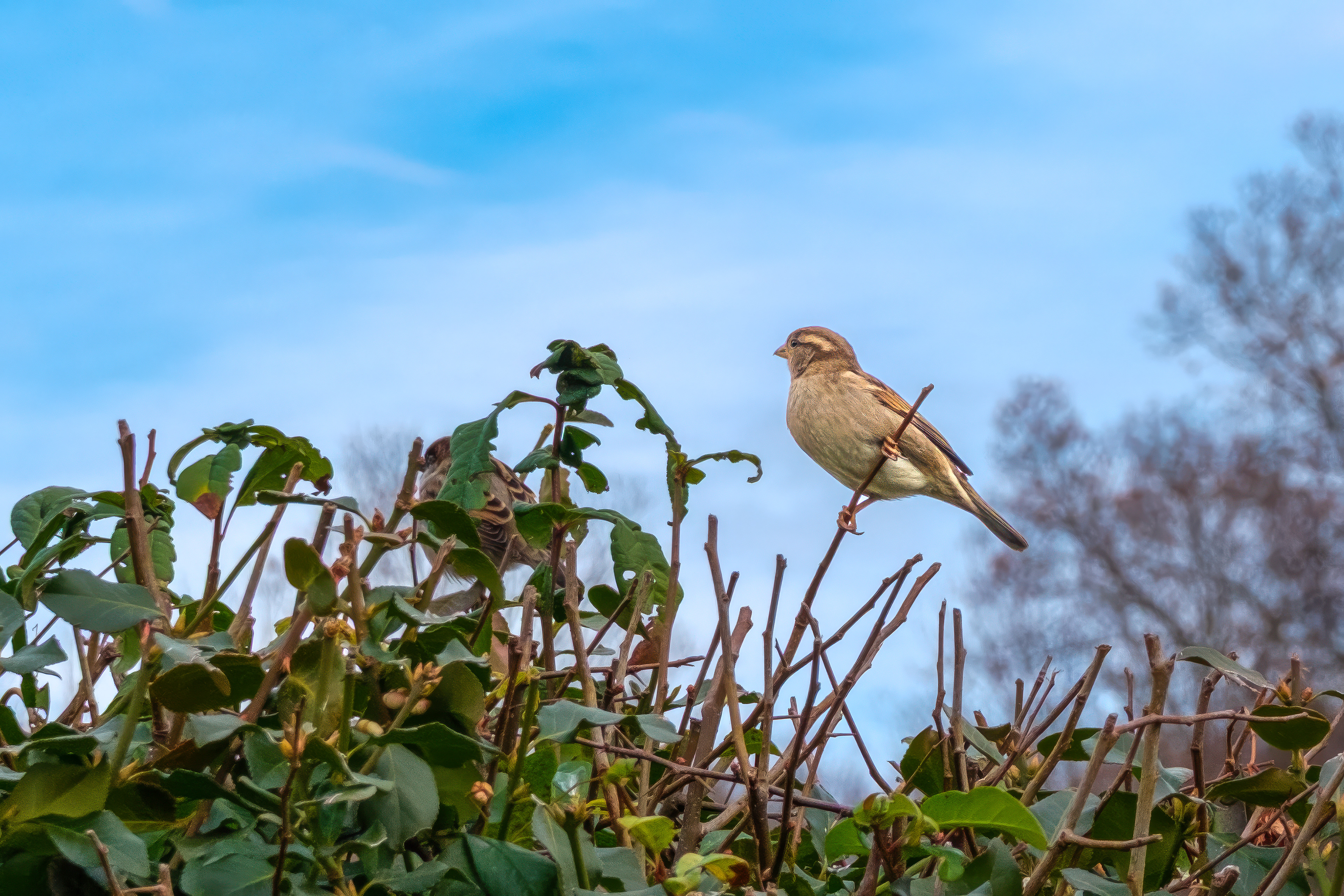 251109-304 House Sparrow