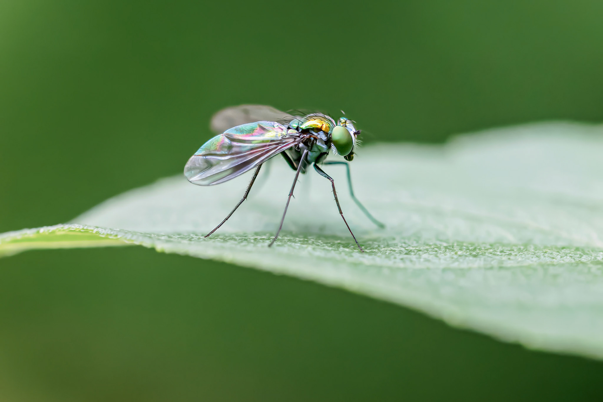 24622-031 Long-legged Fly