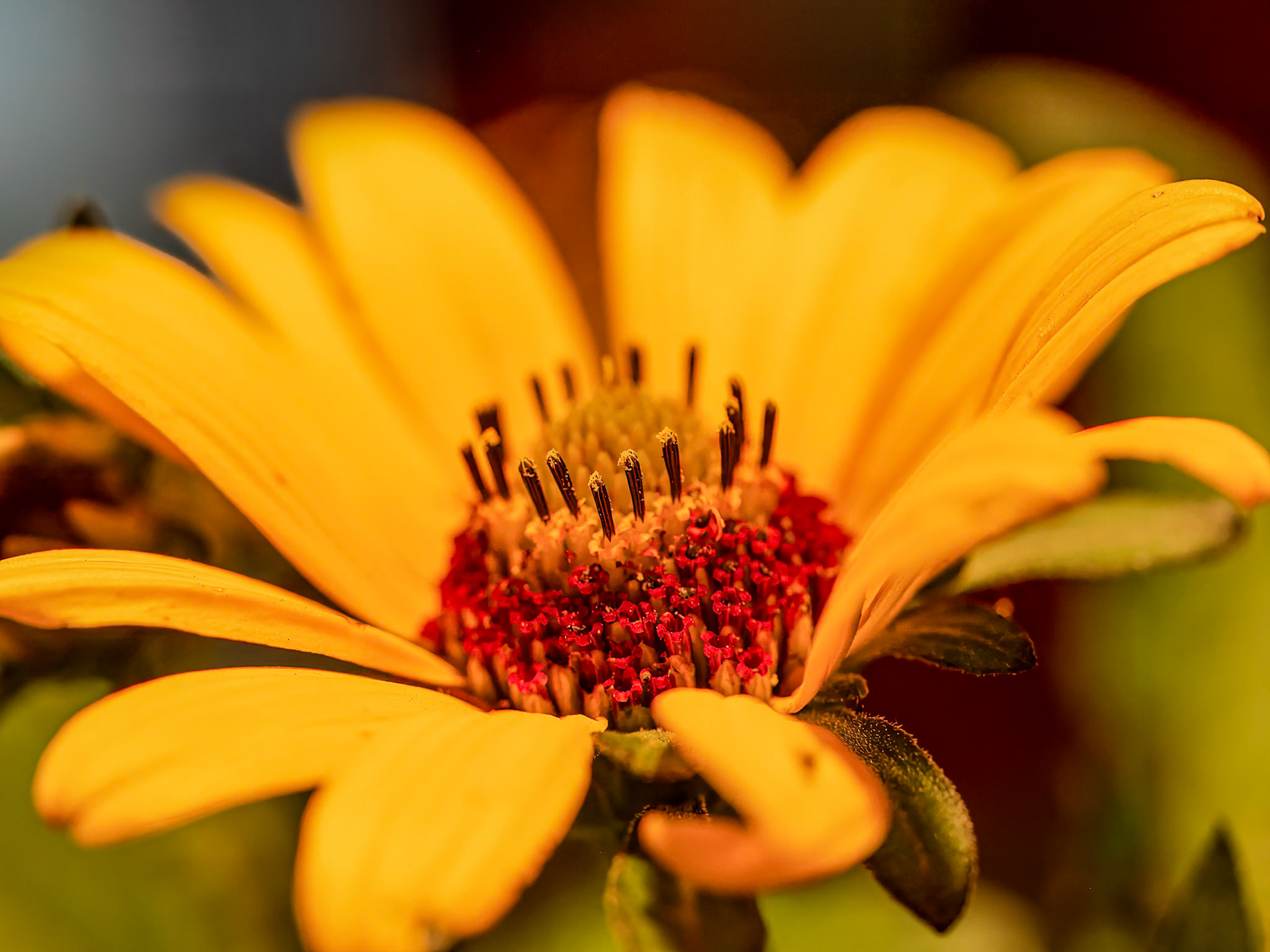 24629-006 Little Birthday Candles