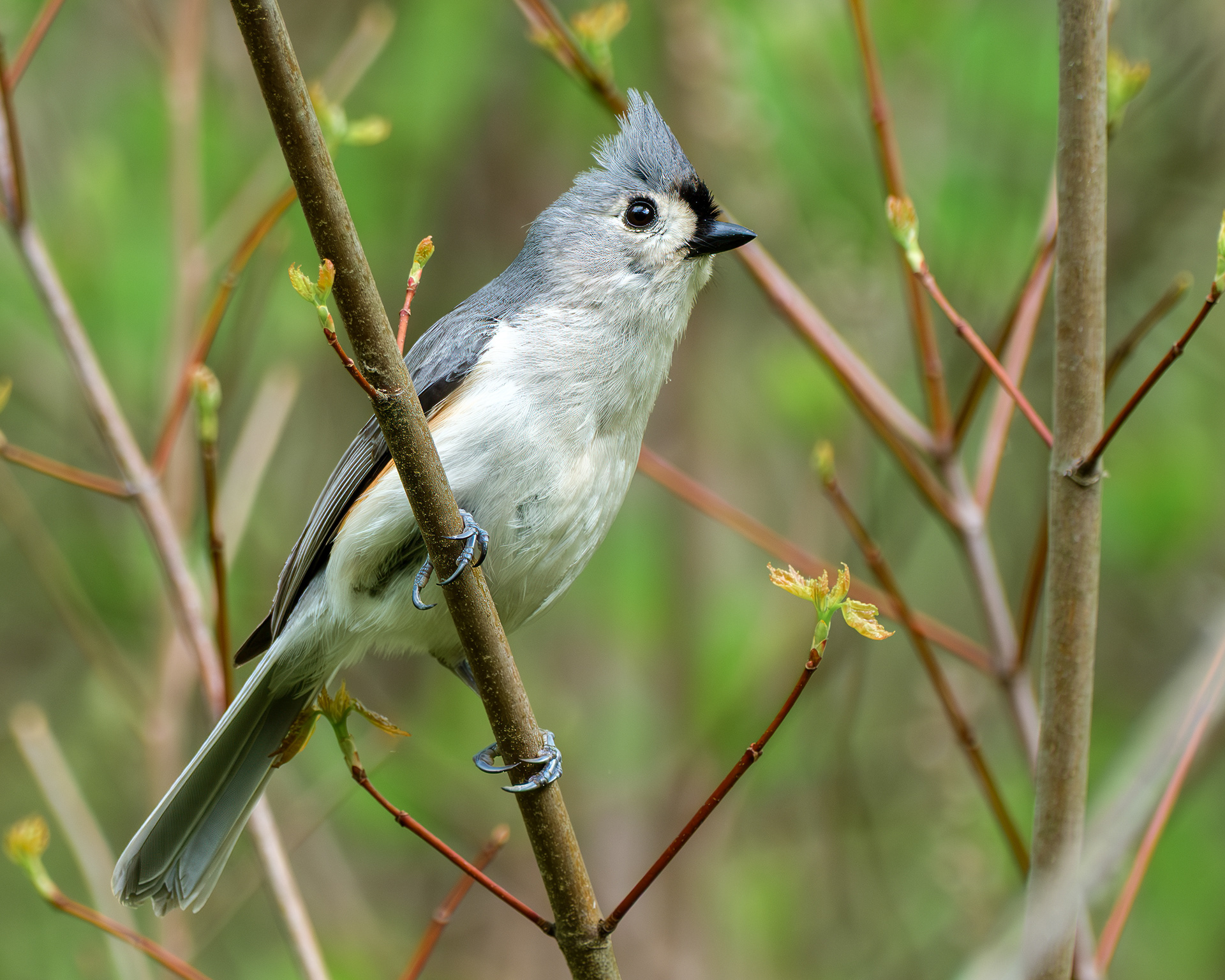 250504-127 Tufted Titmouse (Baeolophus bicolor)