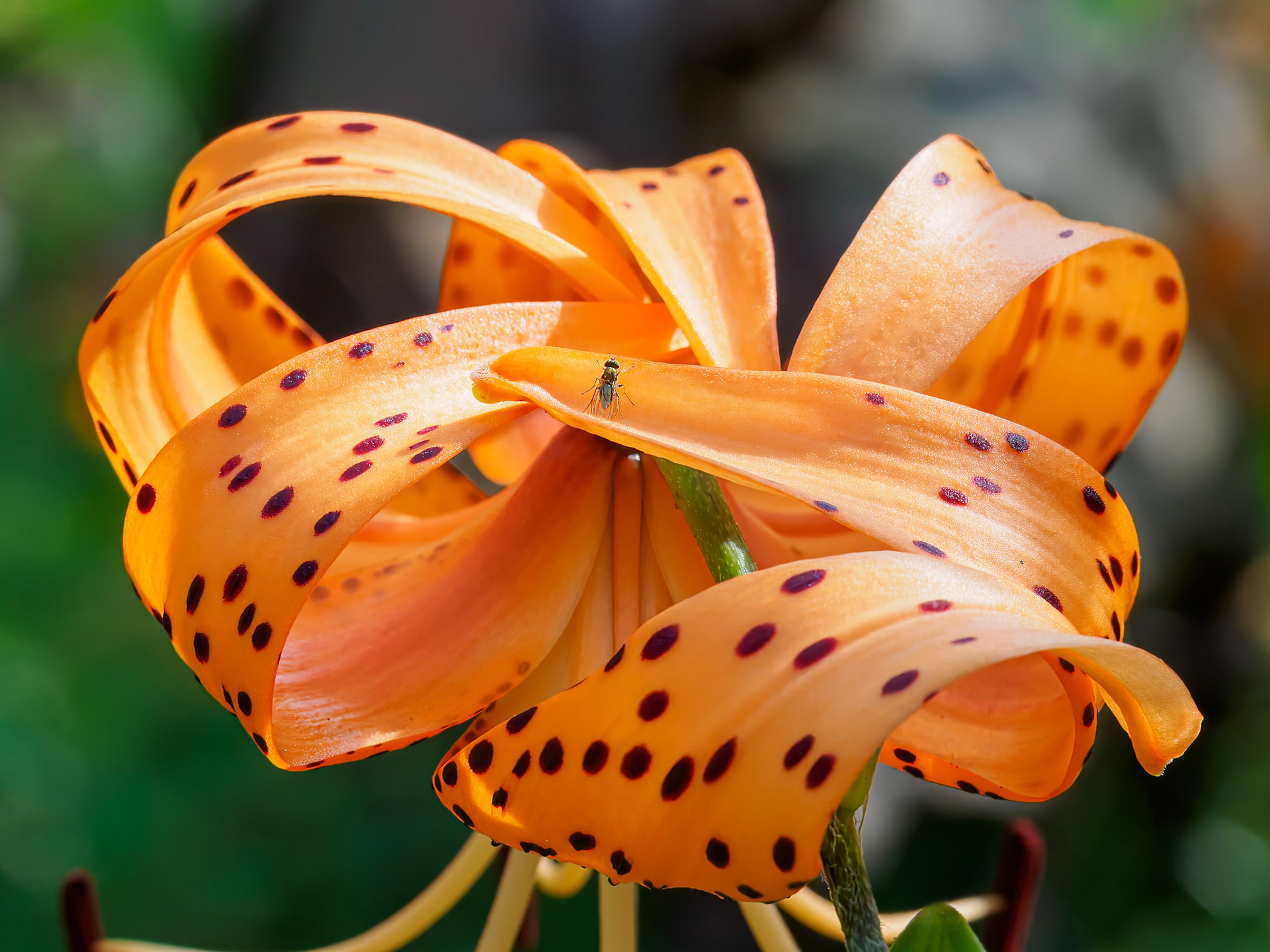 24726-026 Tiger Lily with Fly