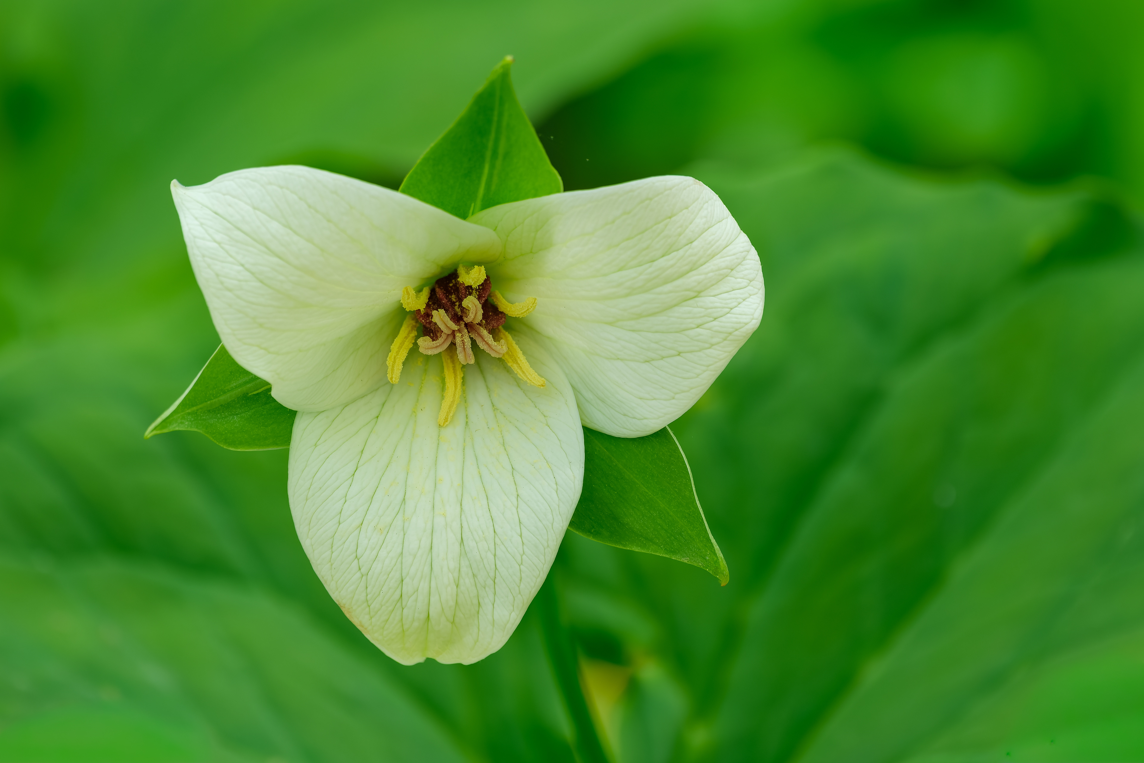 260512-426 Red Trillium (Trillium erectum)