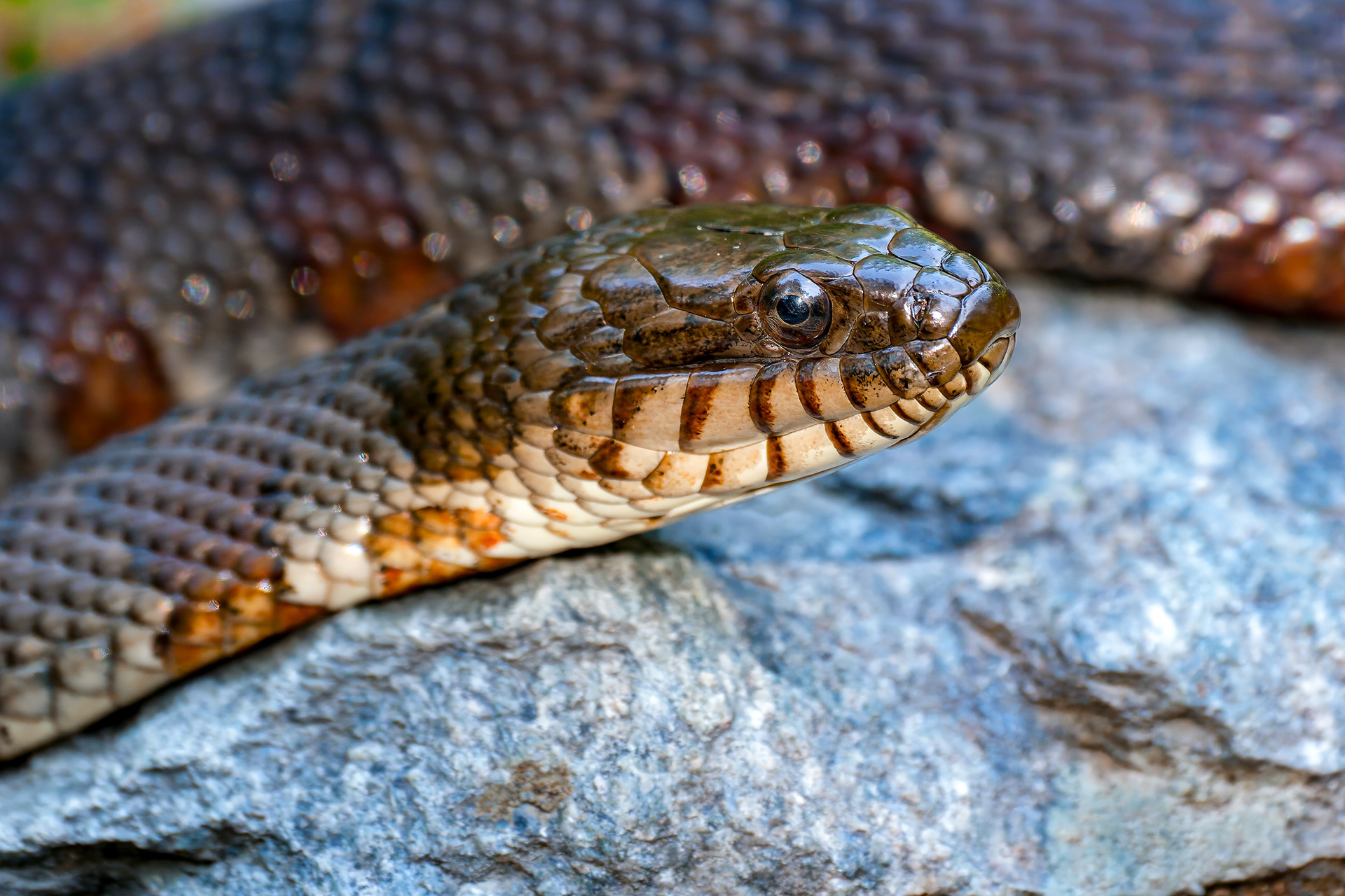 250801-444 Northern Watersnake (Nerodia sipedon ssp. sipedon)