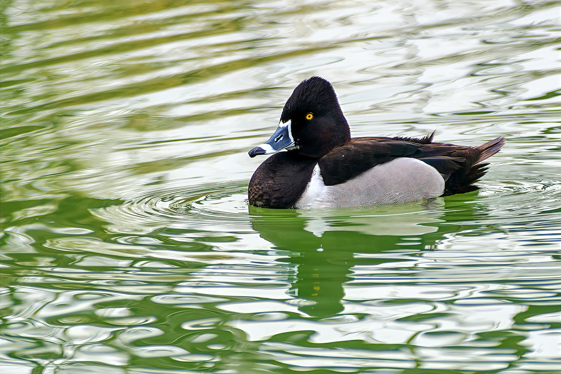 260216-802 Ring-necked Duck (Aythya collaris)
