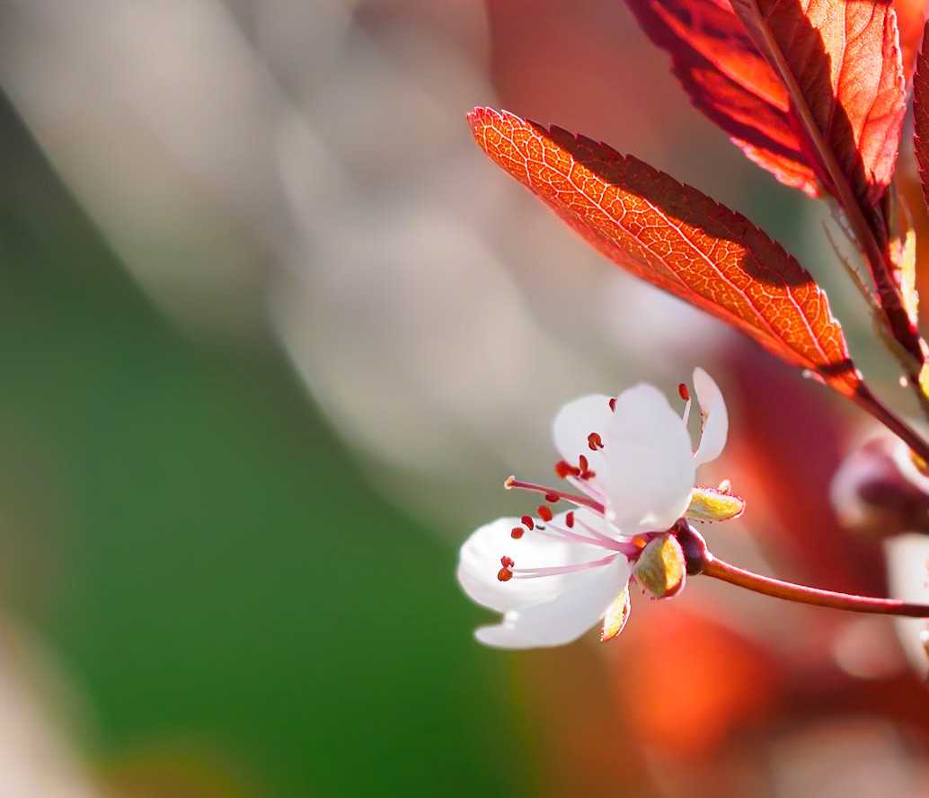 20503053 Sand Cherry Blossom
