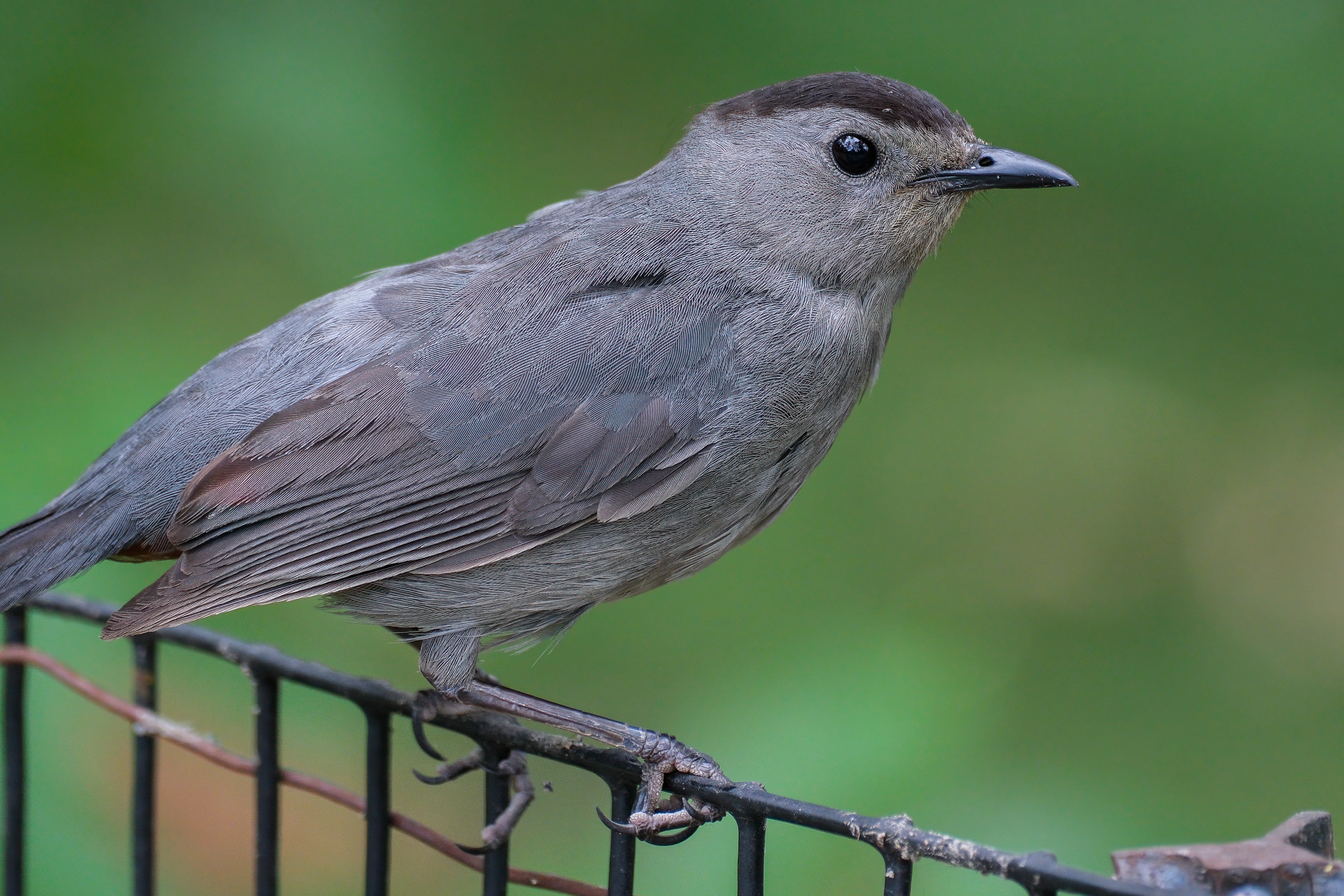 250720-243 Gray Catbird (Dumetella carolinensis)