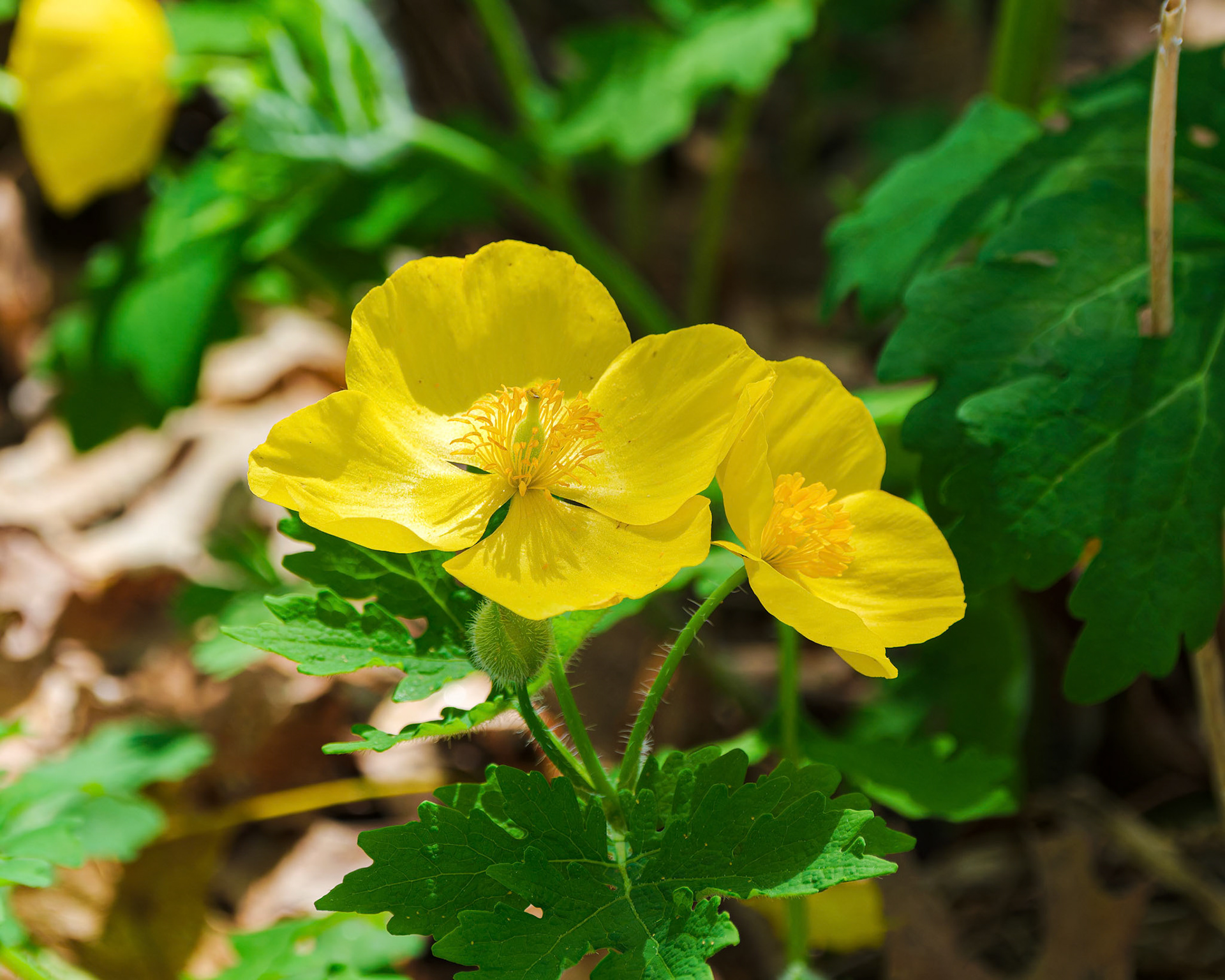 250429-813 Celandine Poppy (Stylophorum diphyllum)