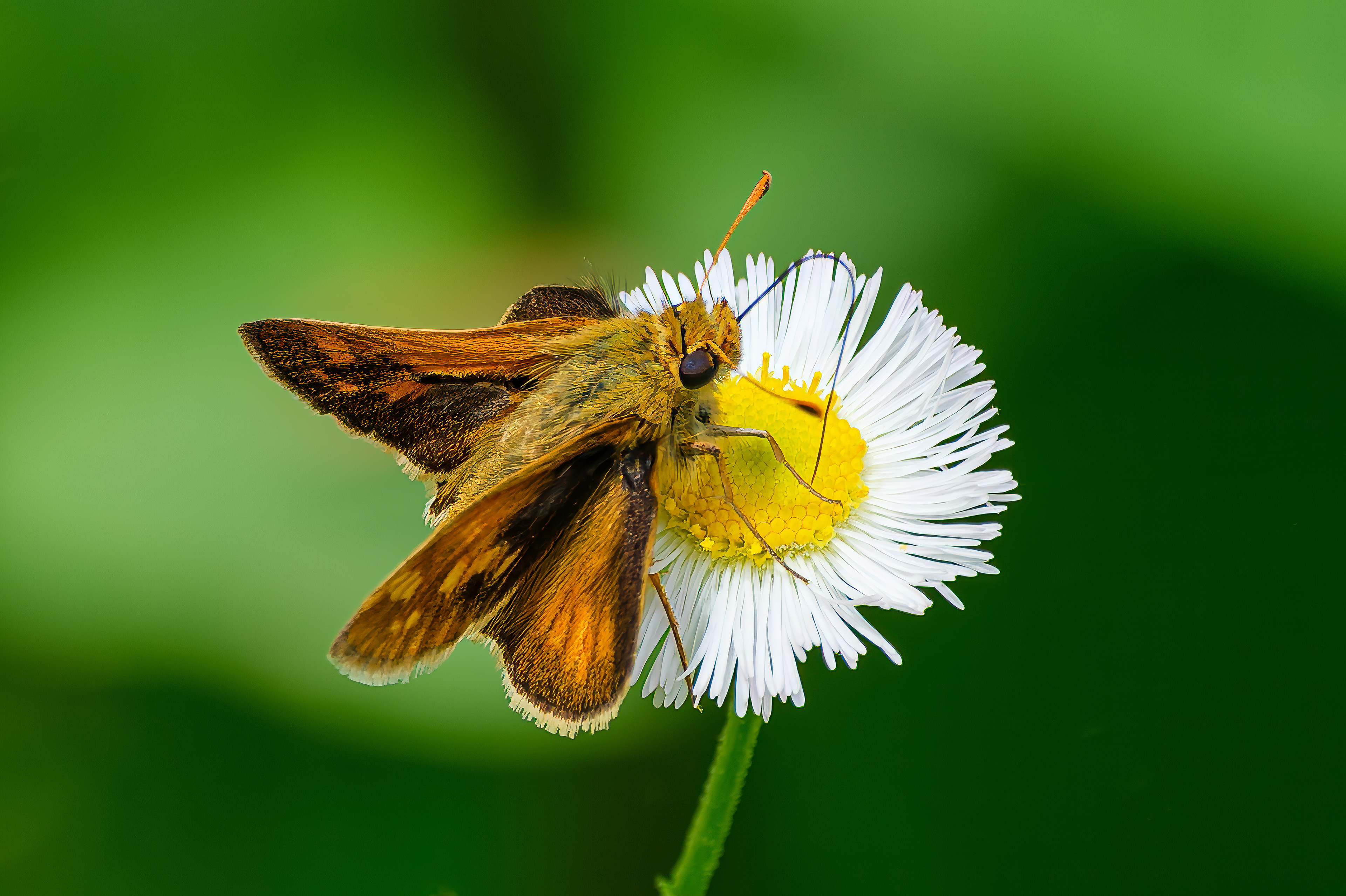 260531-536 Peck's Skipper (Polites peckius)