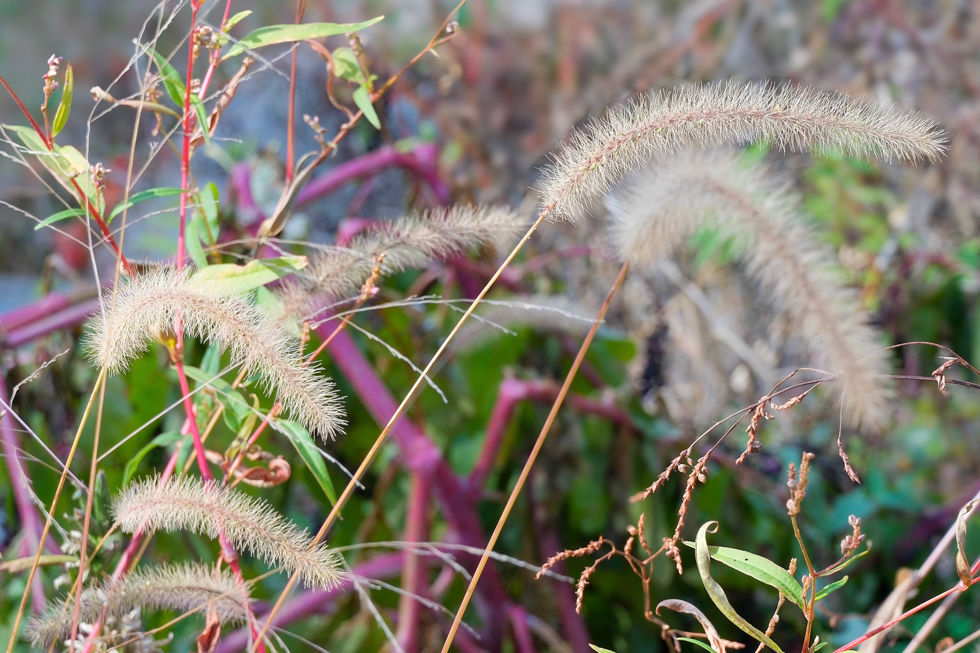 241023-363 Giant Foxtail (Setaria faberi)