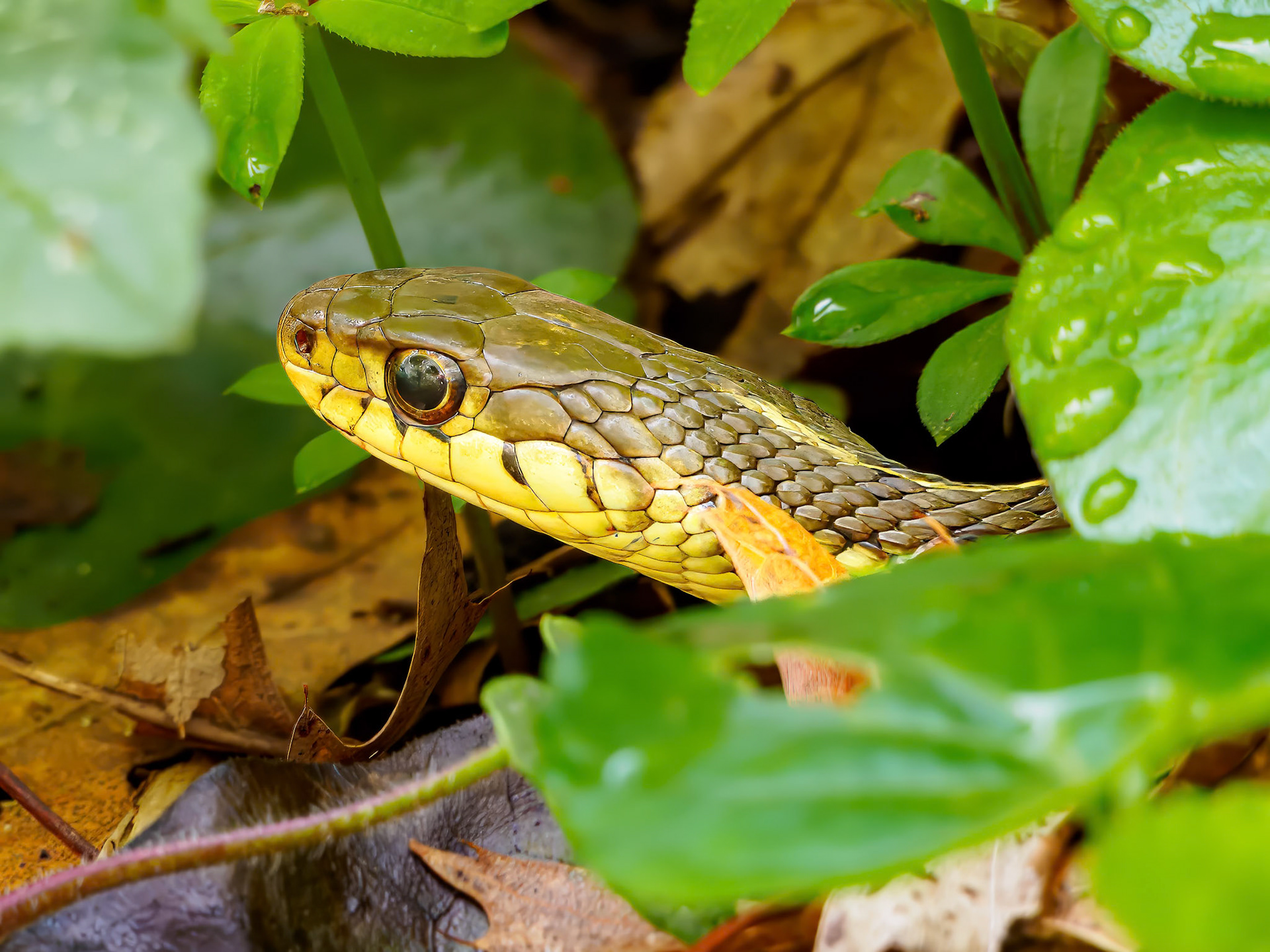 24506-019 Eastern Garter Snake