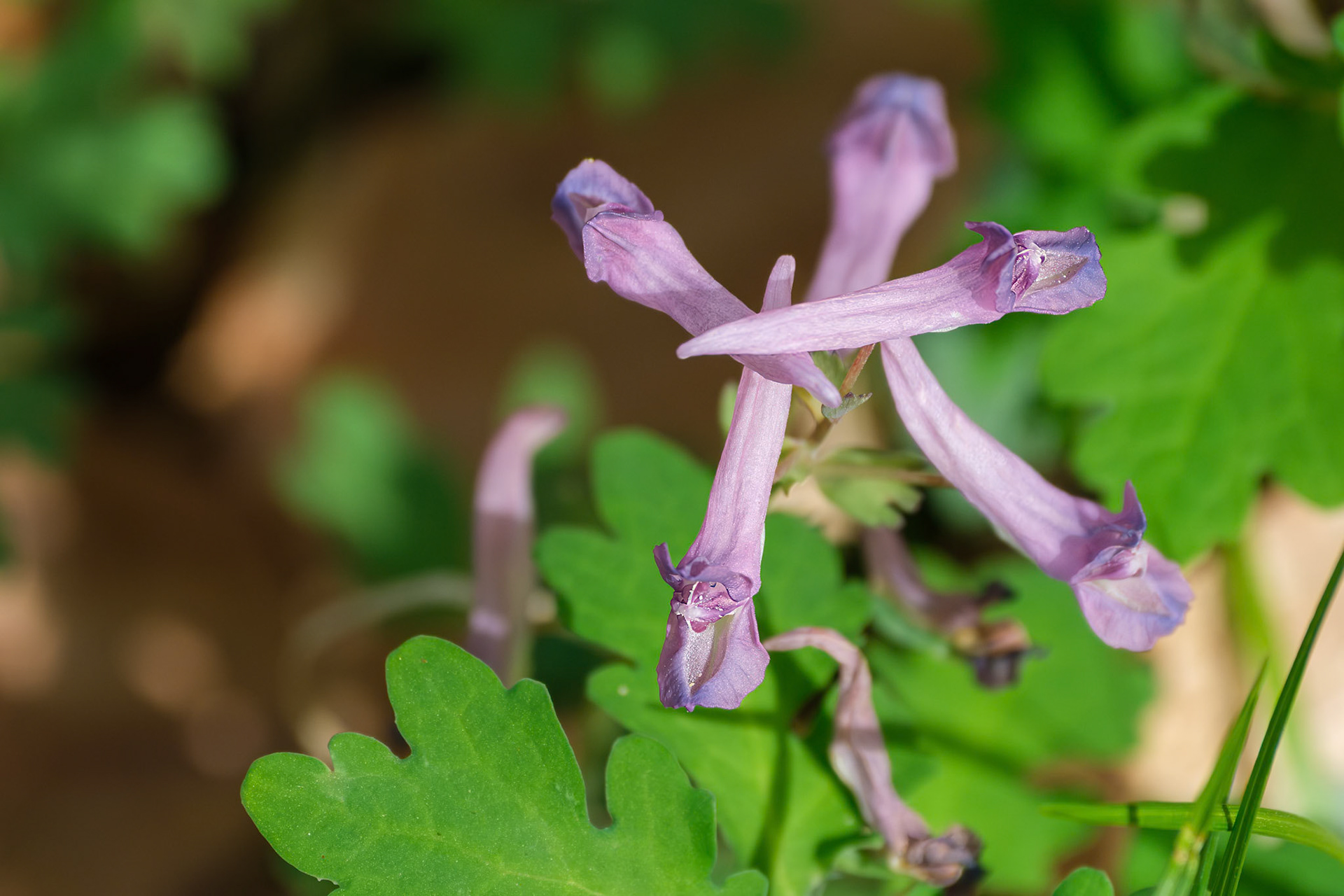 250429-867 Bird-in-a-Bush (Corydalis solida)