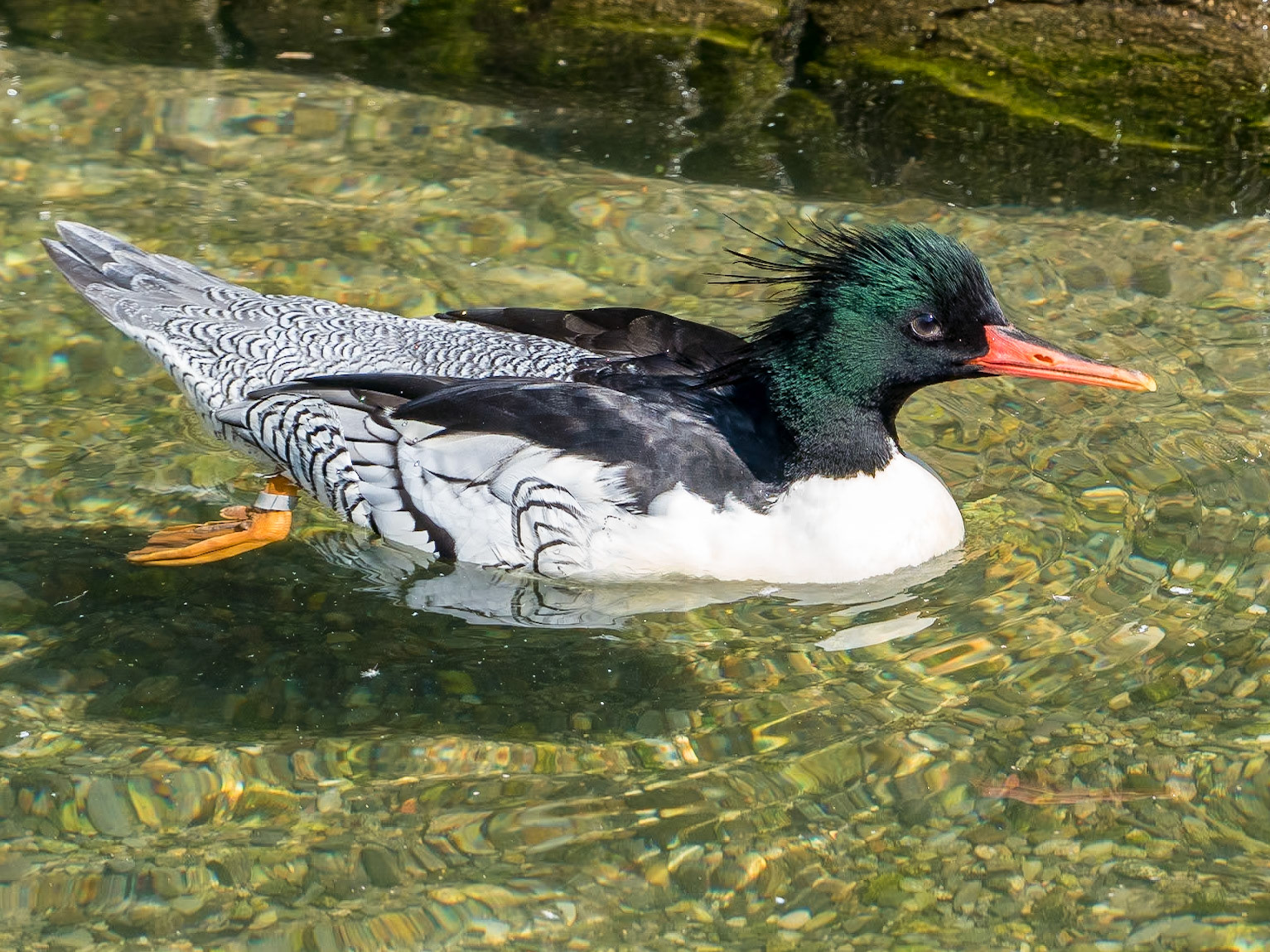 16820182 Scaly-sided Merganser