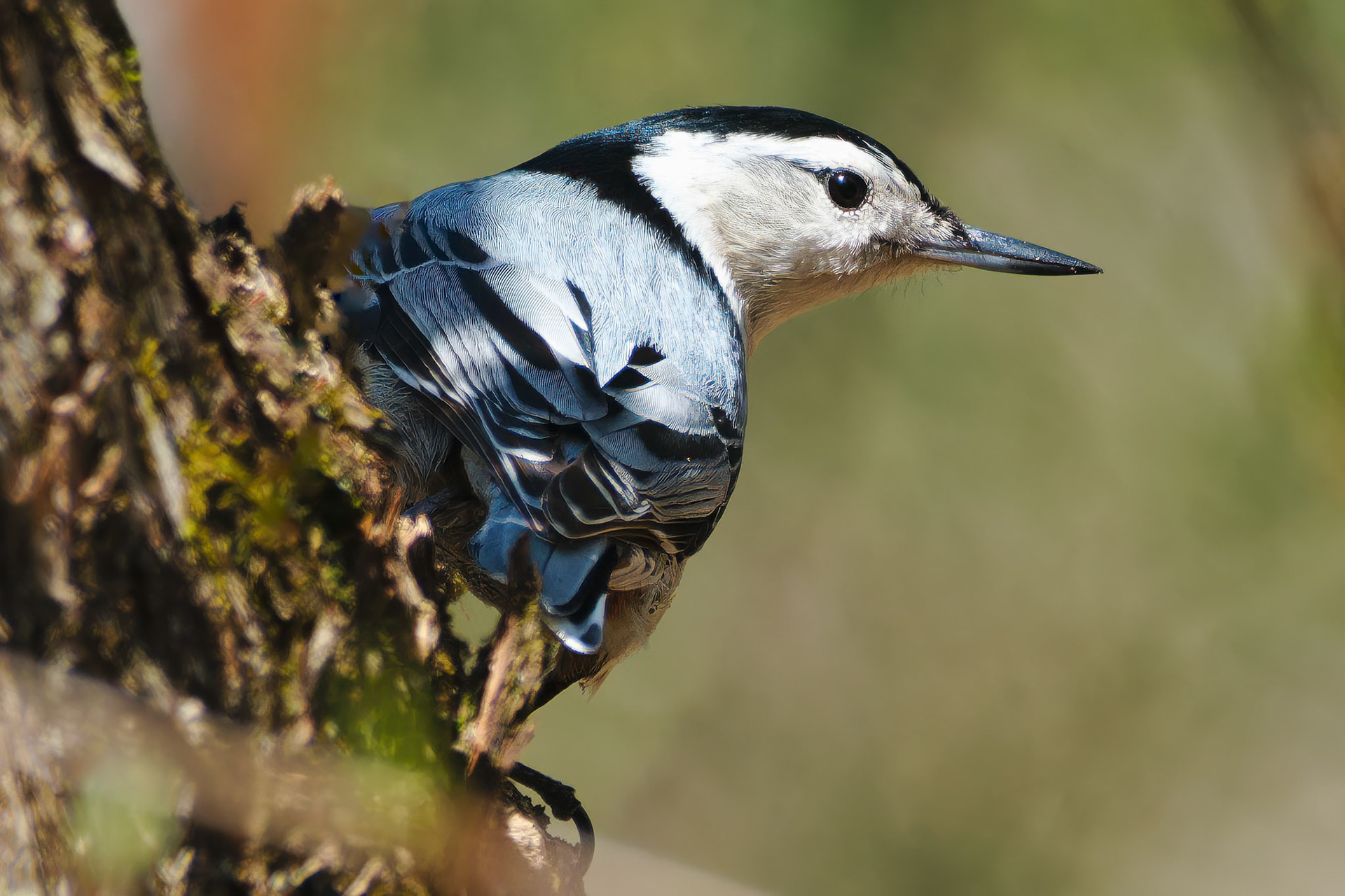 250424-688 White-breasted Nuthatch (Sitta carolinensis)
