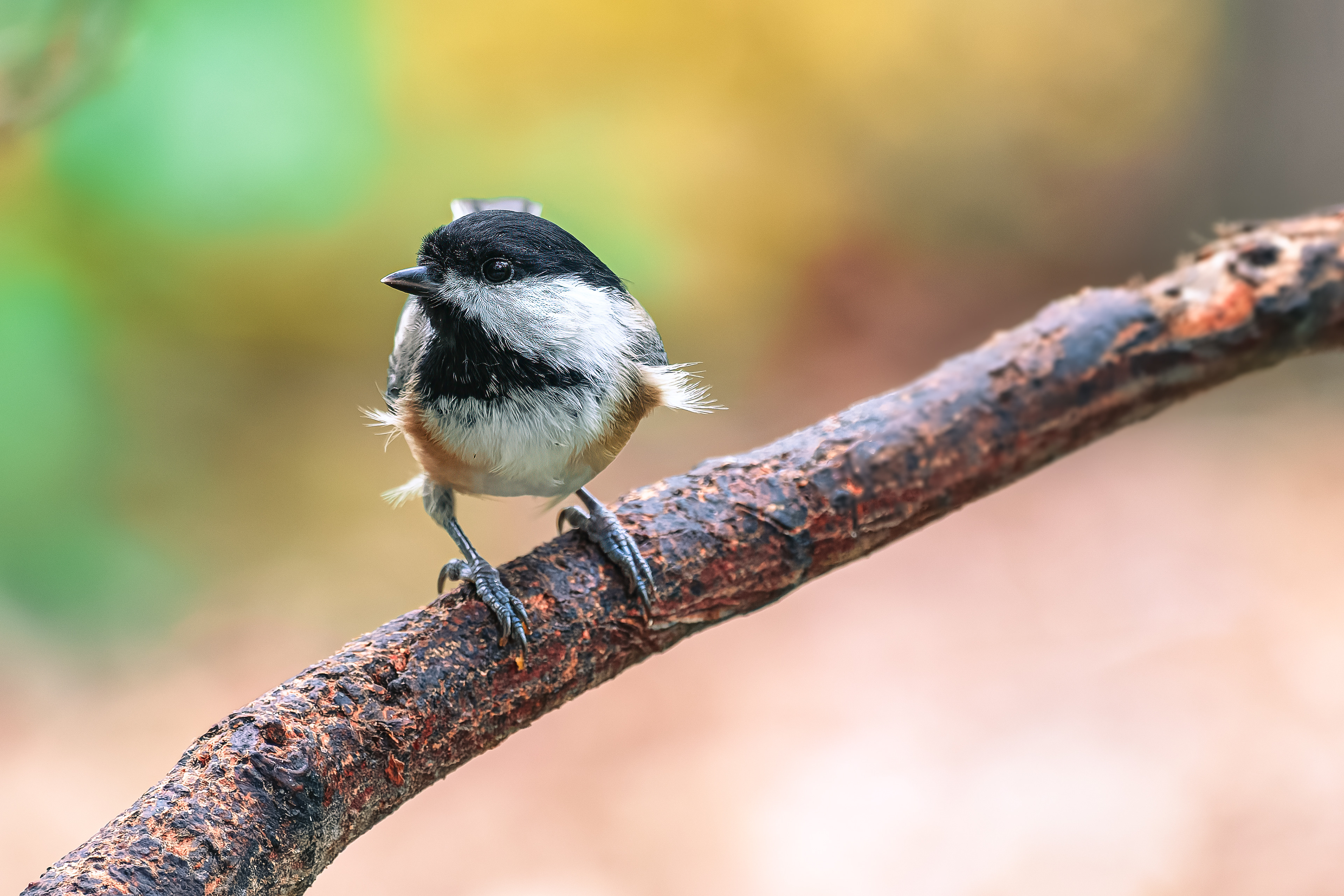 250923-944 Black-capped Chickadee