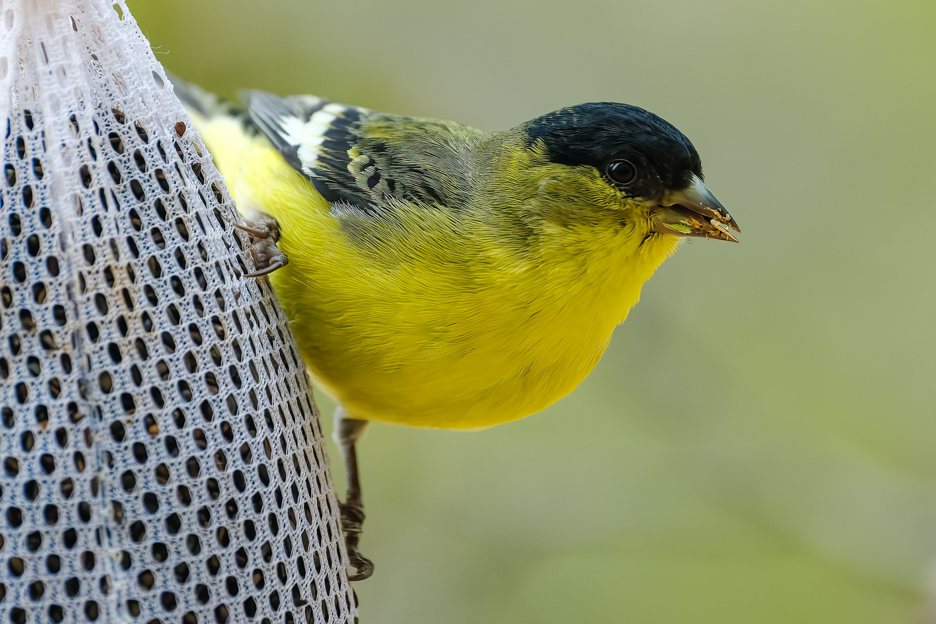 260216-694 Lesser Goldfinch (Spinus psaltria)