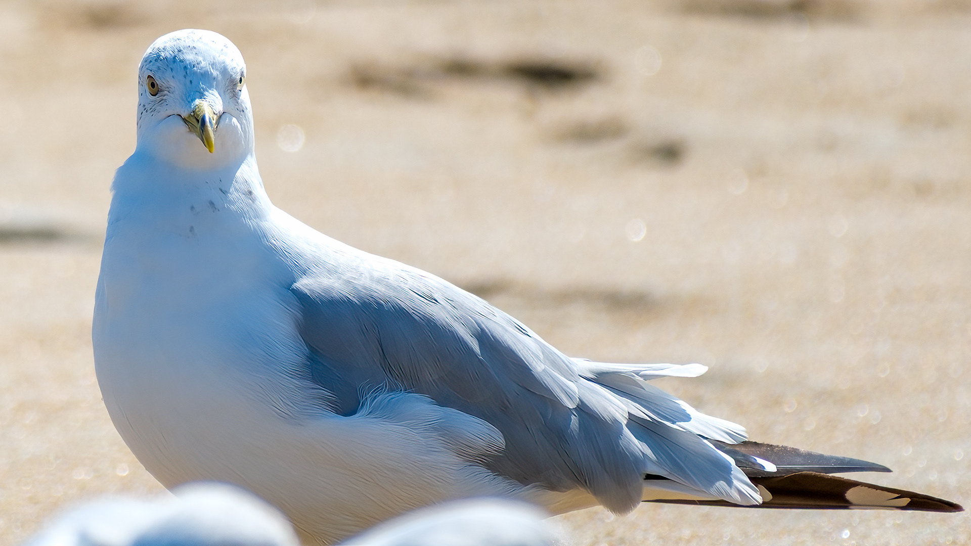 250909-756 Ring-billed Gull (Larus delawarensis)