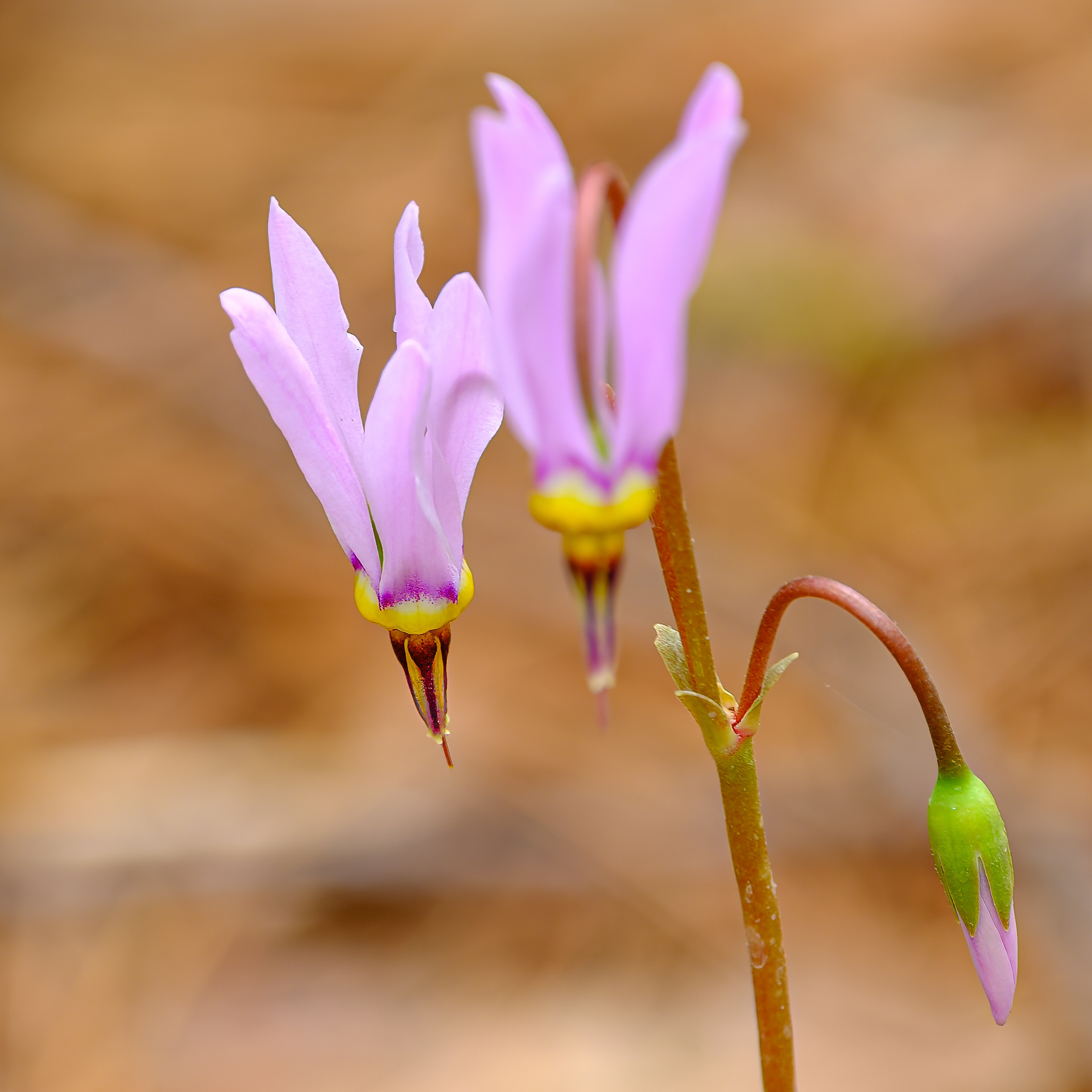 260506-406 Eastern Shooting Star (Primula meadia)