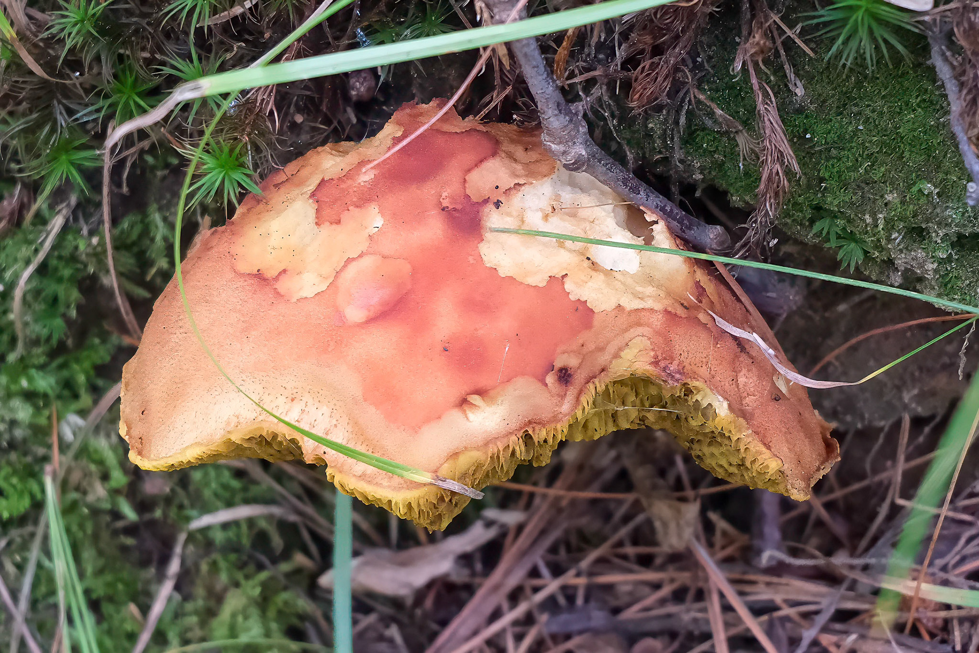 240820-141 Golden Gilled Bolete (Phylloporus rhodoxanthus)