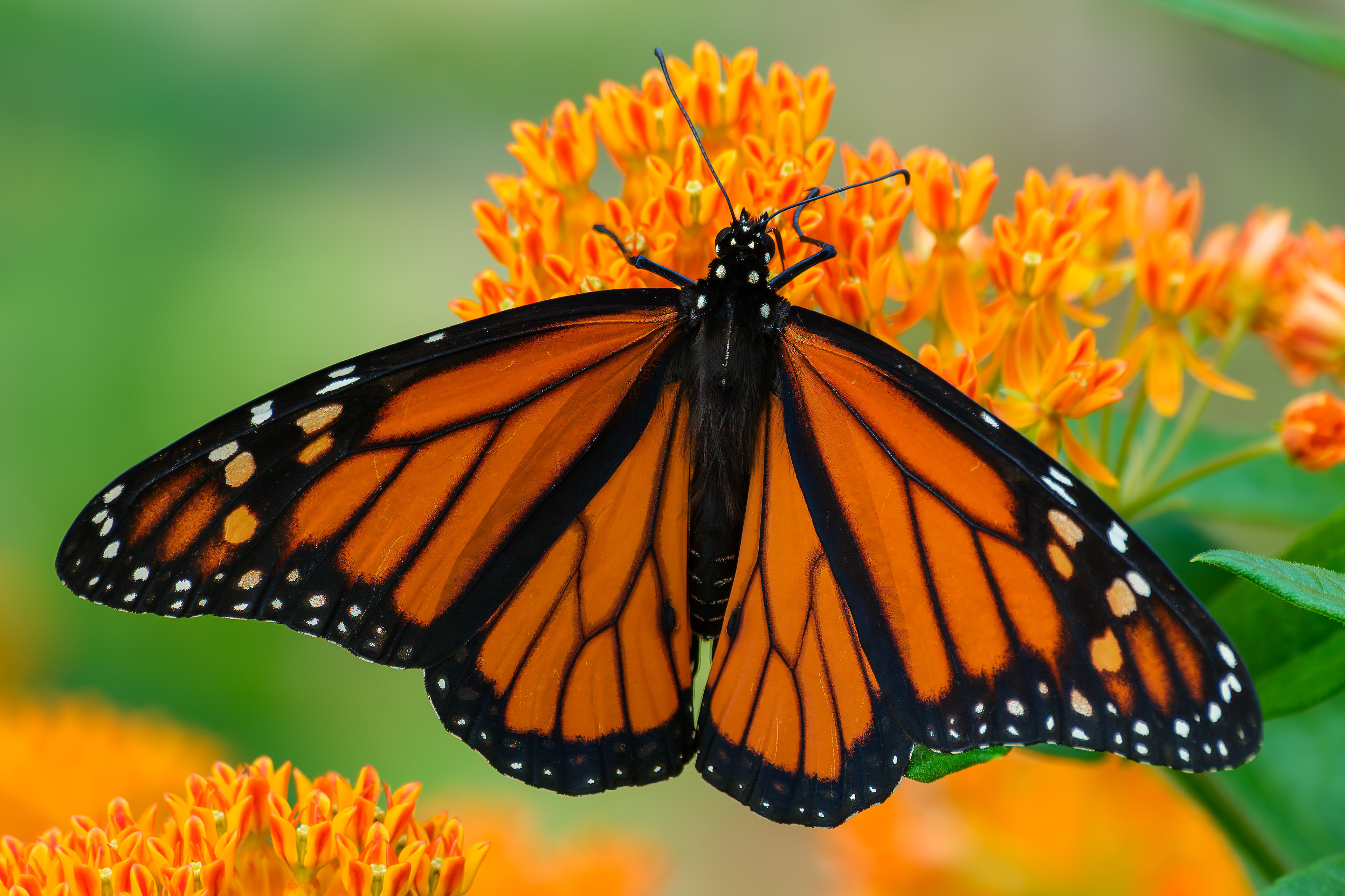 260705-754 Monarch (Danaus plexippus)
