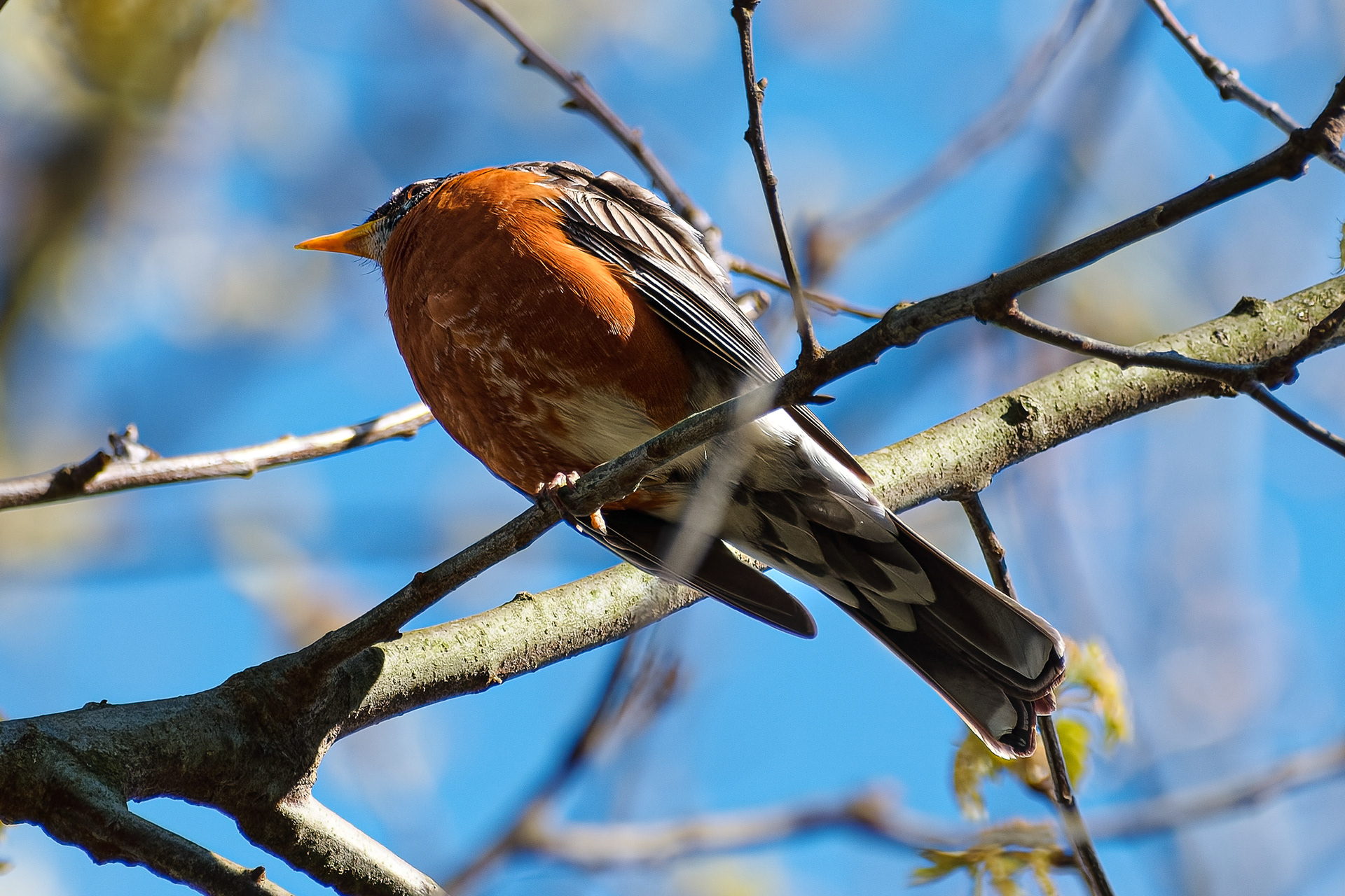 260426-182 American Robin (Turdus migratorius)