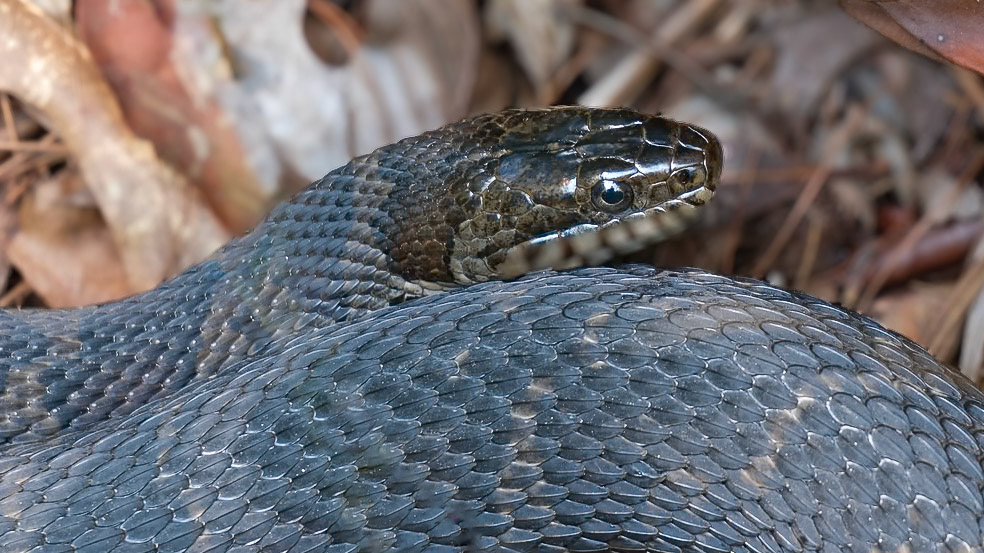 240817-042 Common Watersnake(Nerodia sipedon)