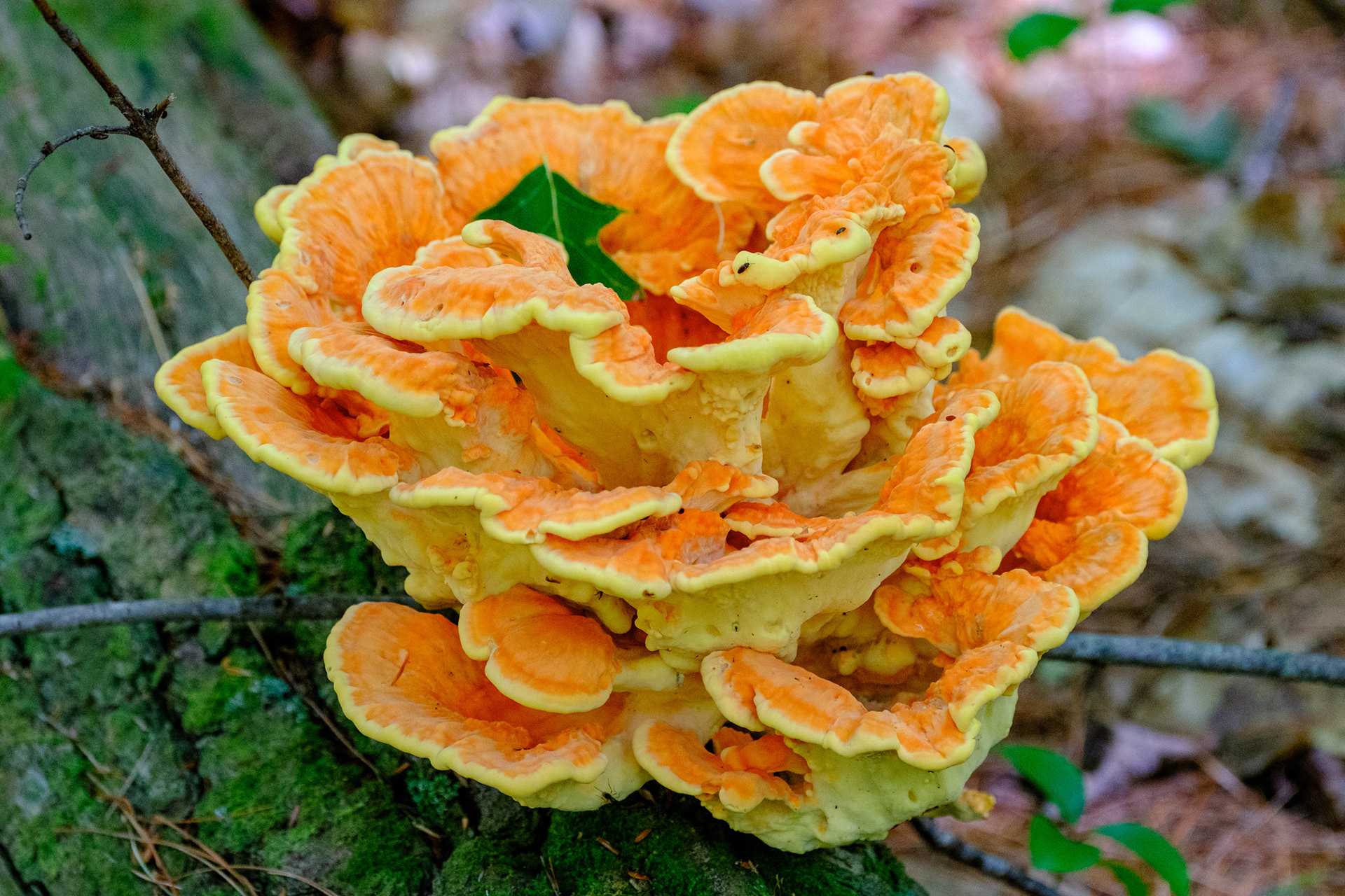 250910-782 Chicken of the Woods (Laetiporus sulphureus)