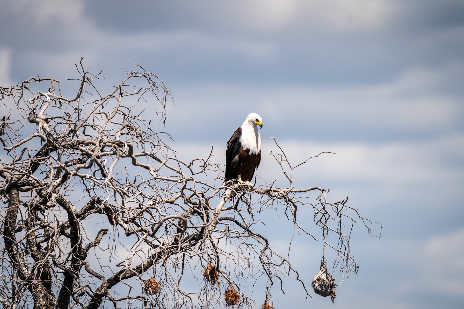African Fish Eagle