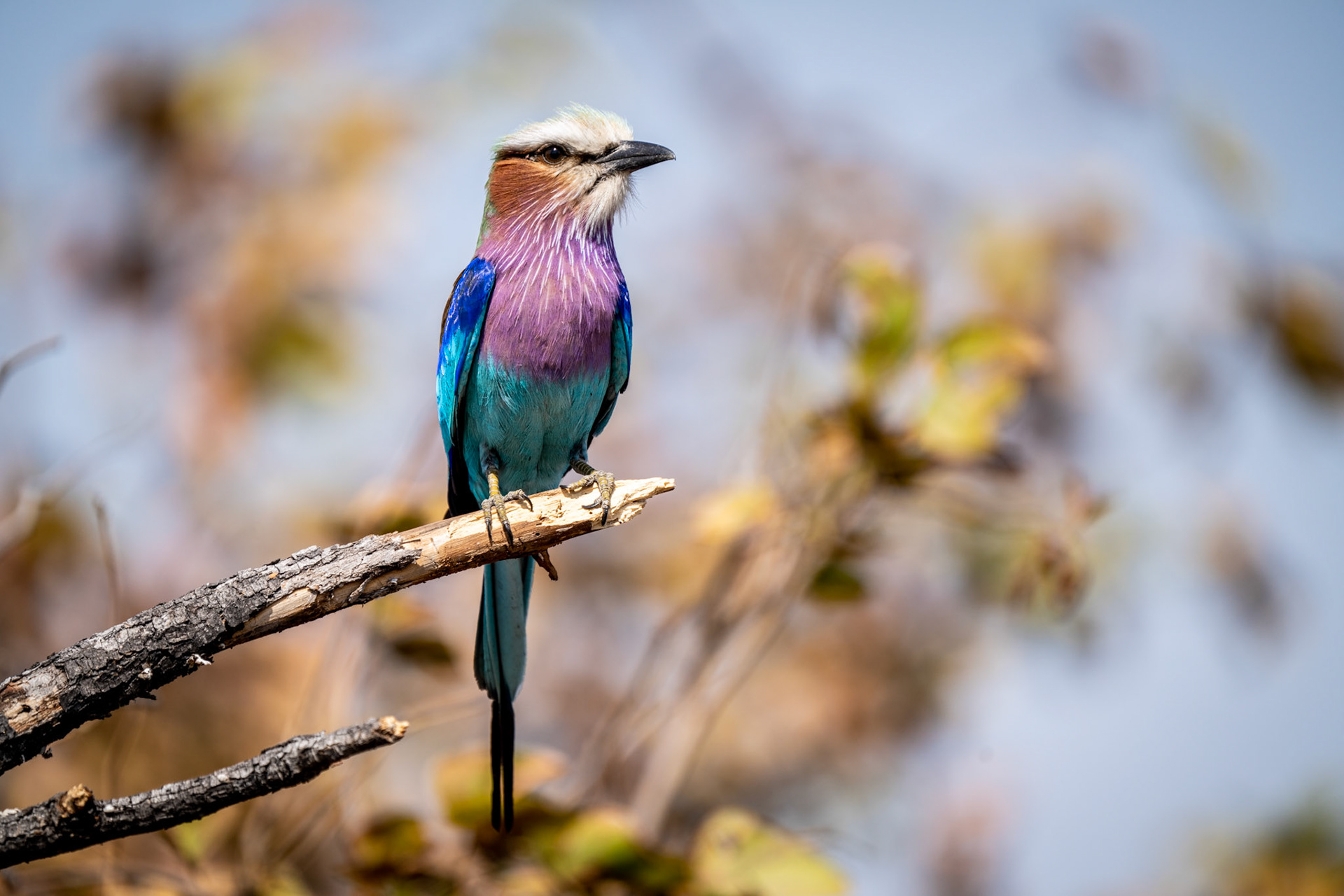 Lilac Breasted Roller