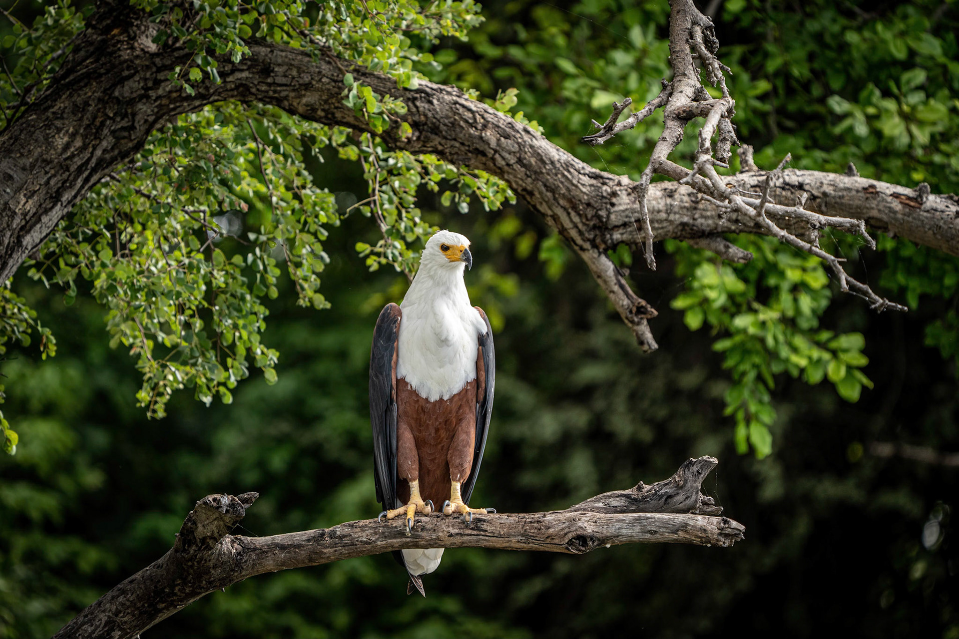 African Fish Eagle