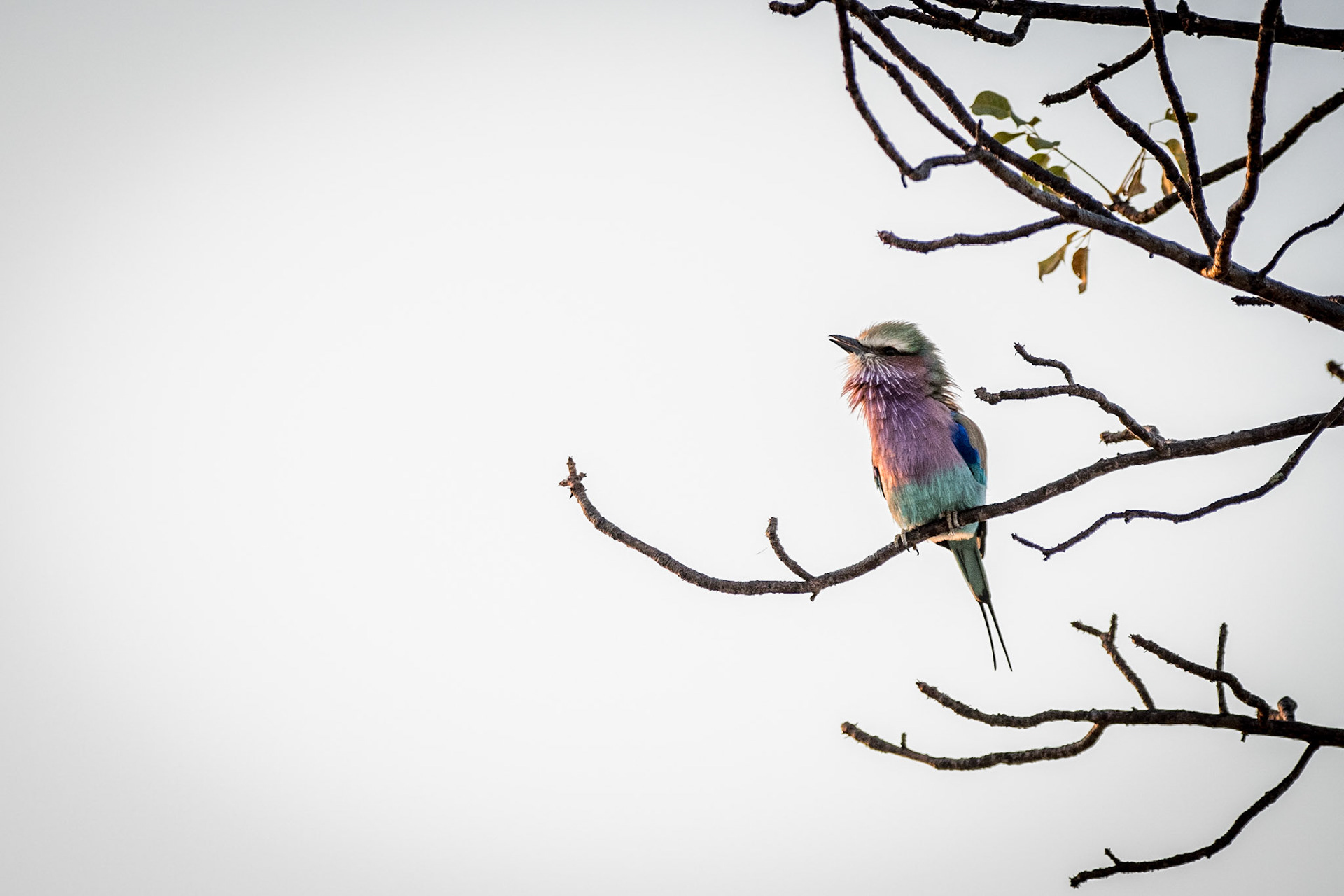 Lilac Breasted Roller