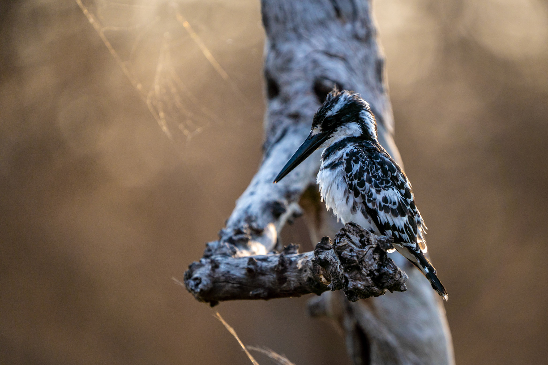 Pied Kingfisher