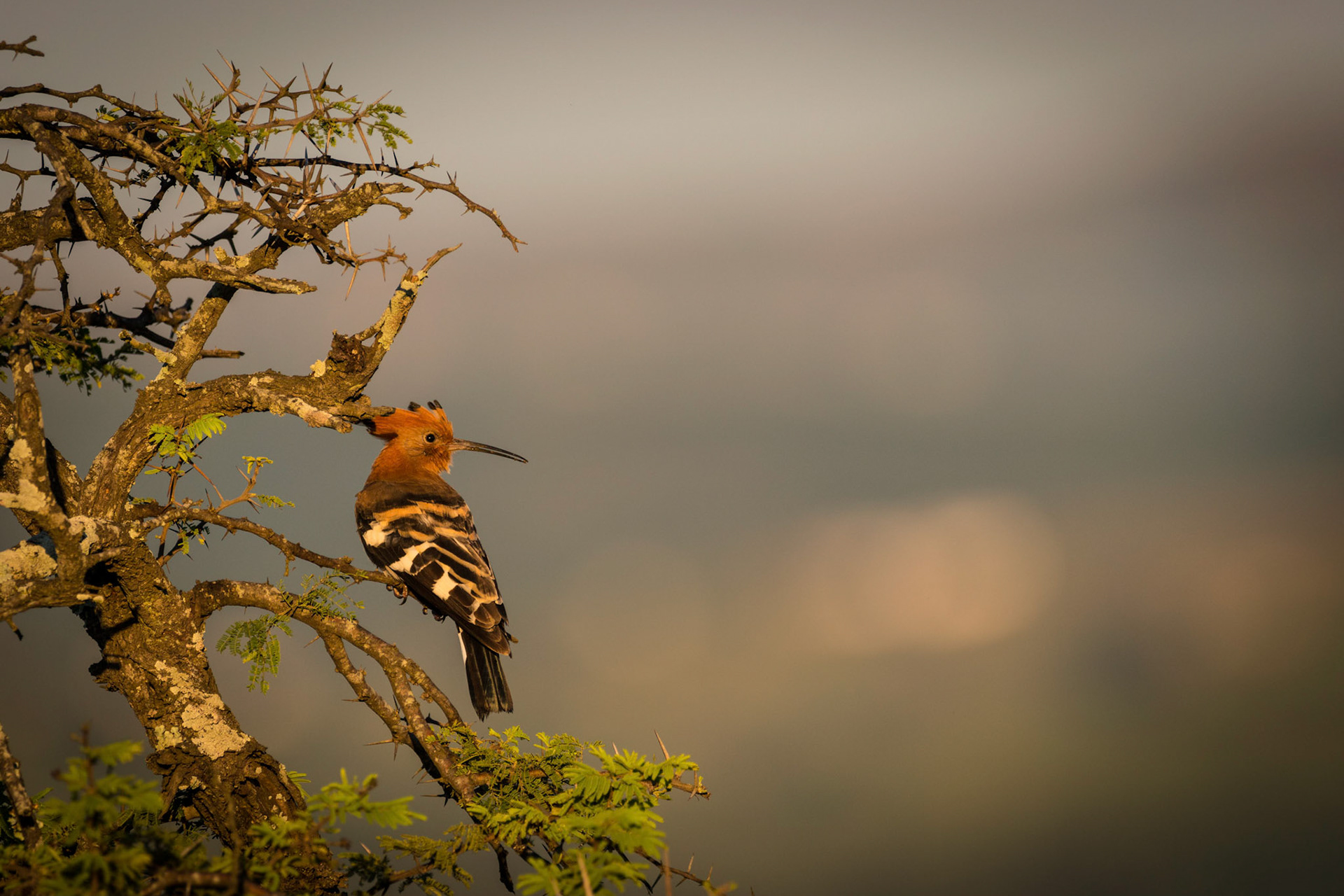 African Hoopoe