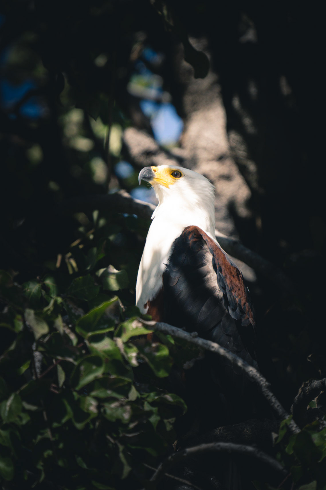 African Fish Eagle