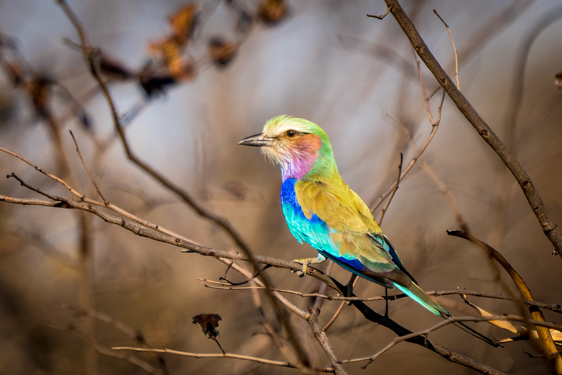 Lilac Breasted Roller
