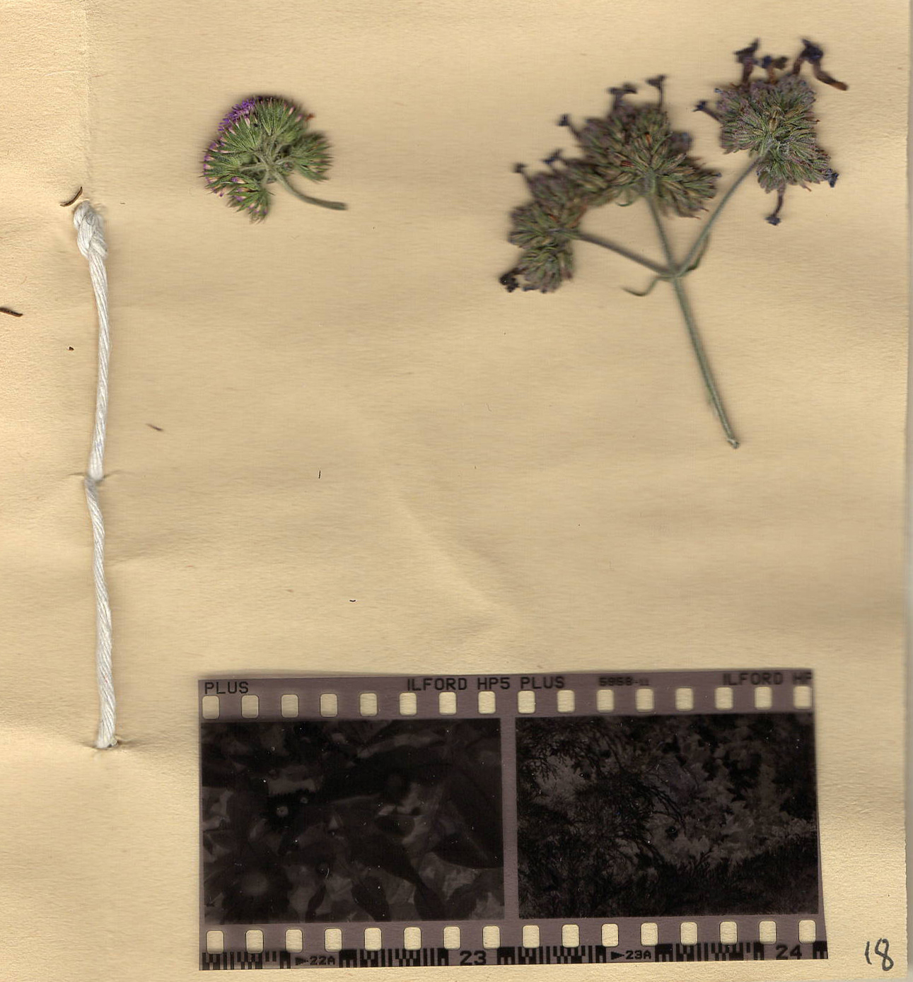 A Field Guide to DASAC