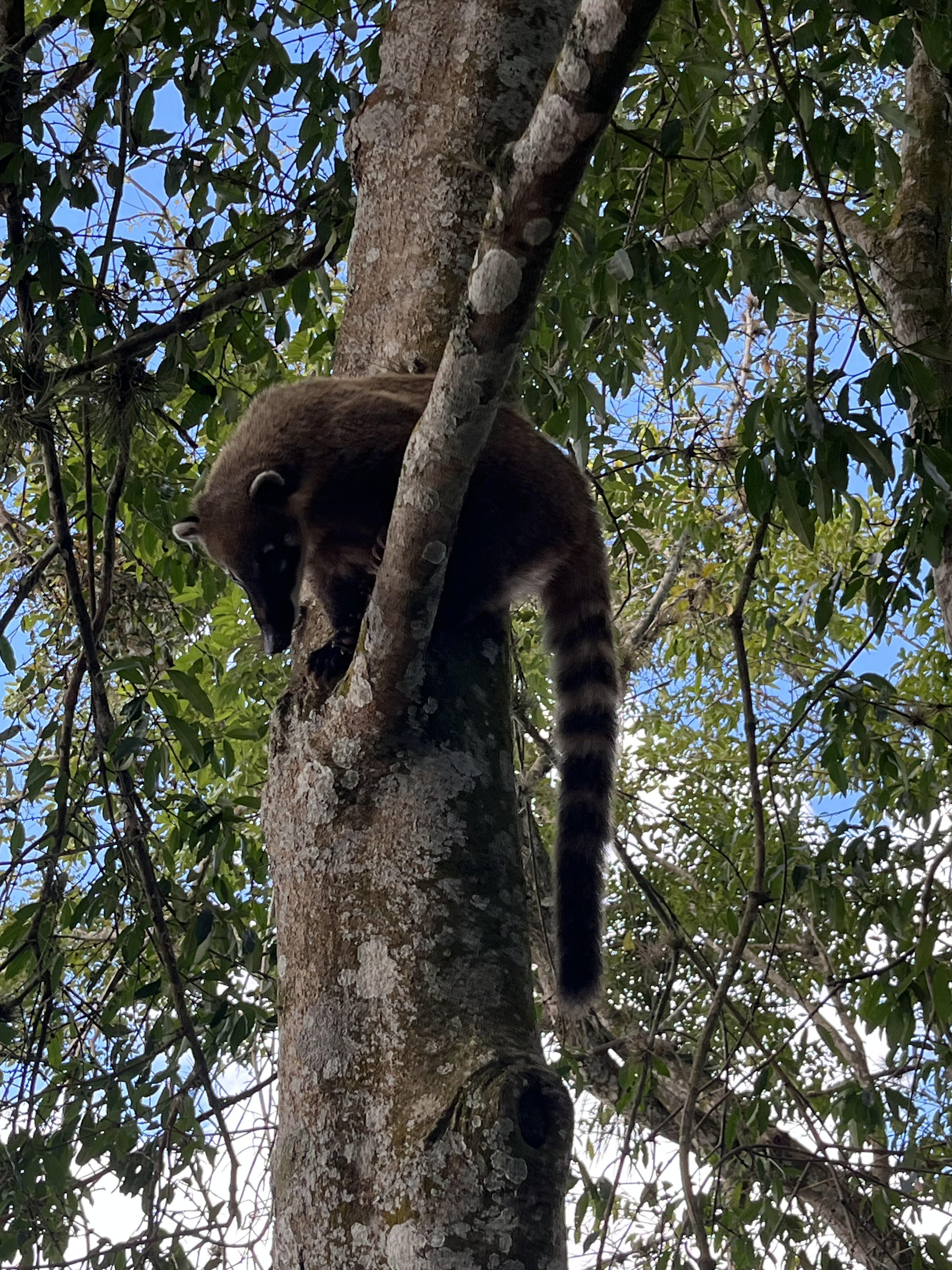 South American Coati