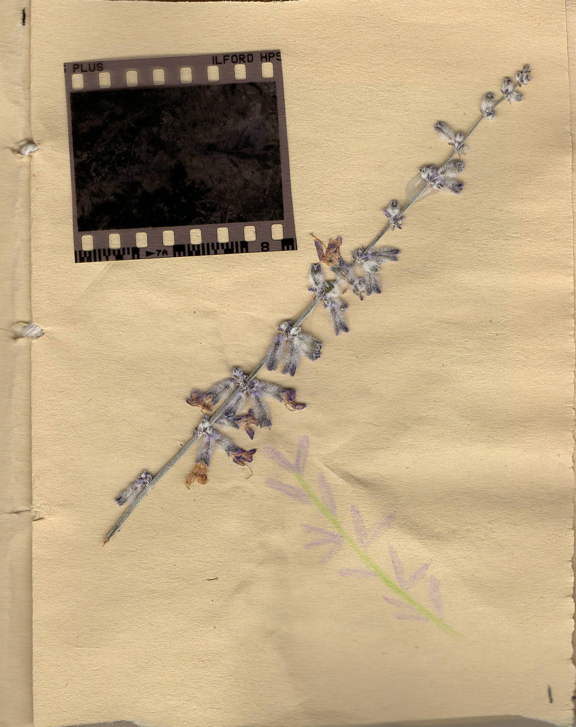 A Field Guide to DASAC