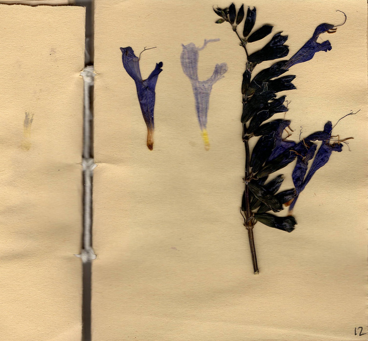 A Field Guide to DASAC